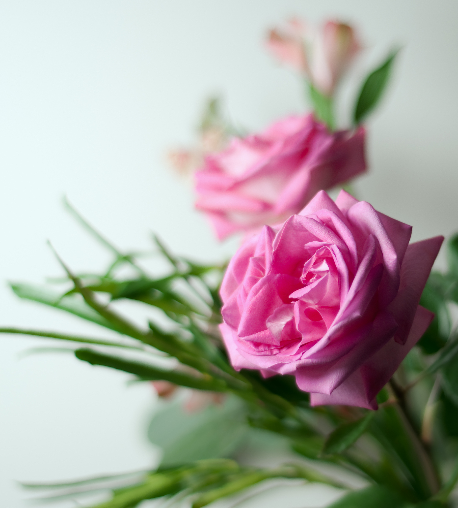 玫瑰和金鱼 讲了什么故事