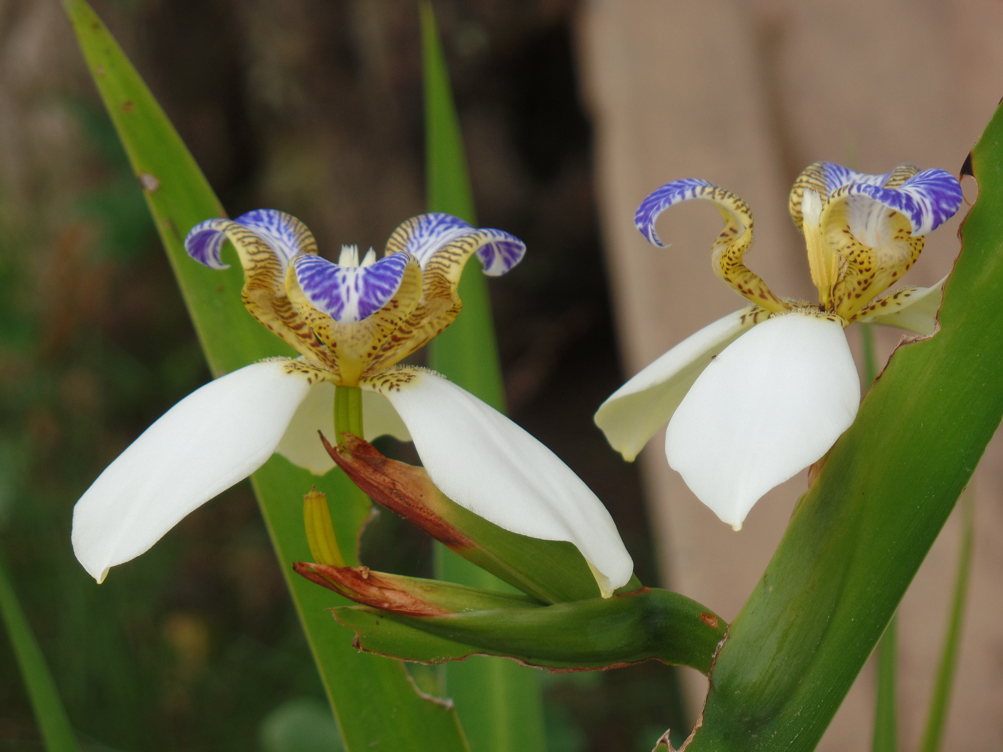 brazilian neomarica candida flower in the garden