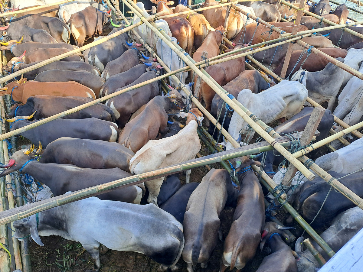 商丘职业技术学院畜牧兽医专业优势怎么样发展前景好不好呢