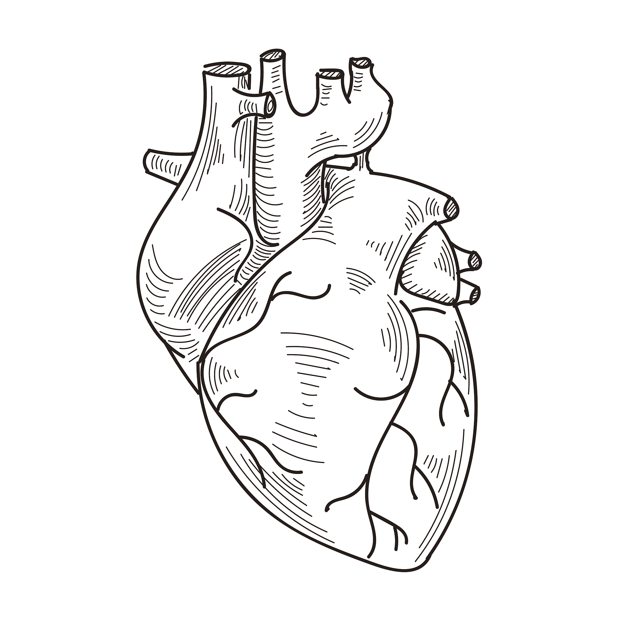 22	试述动物心脏的心室射血与充盈的基本过程和原理。