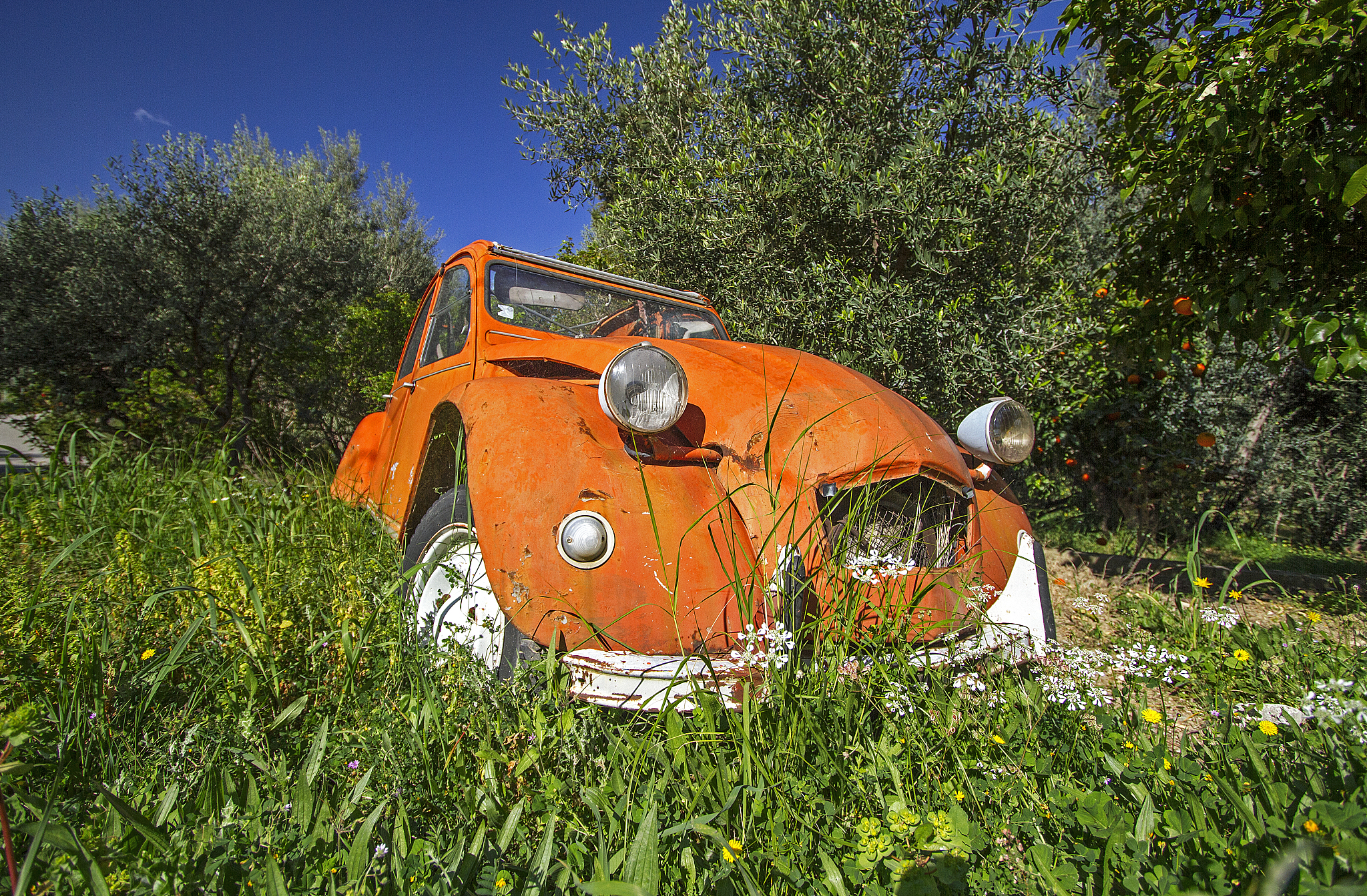 abandoned cv on an olive grove