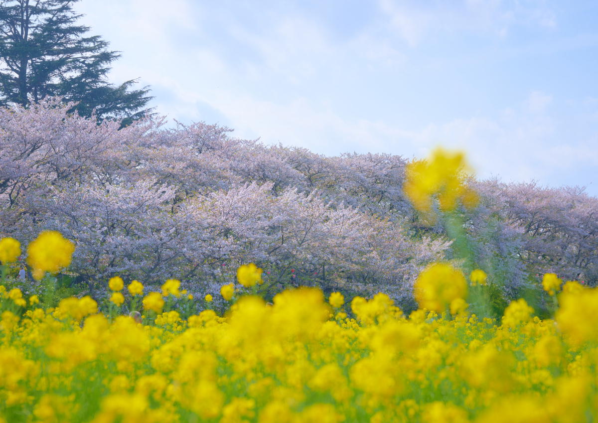 写一篇关于春天的文案