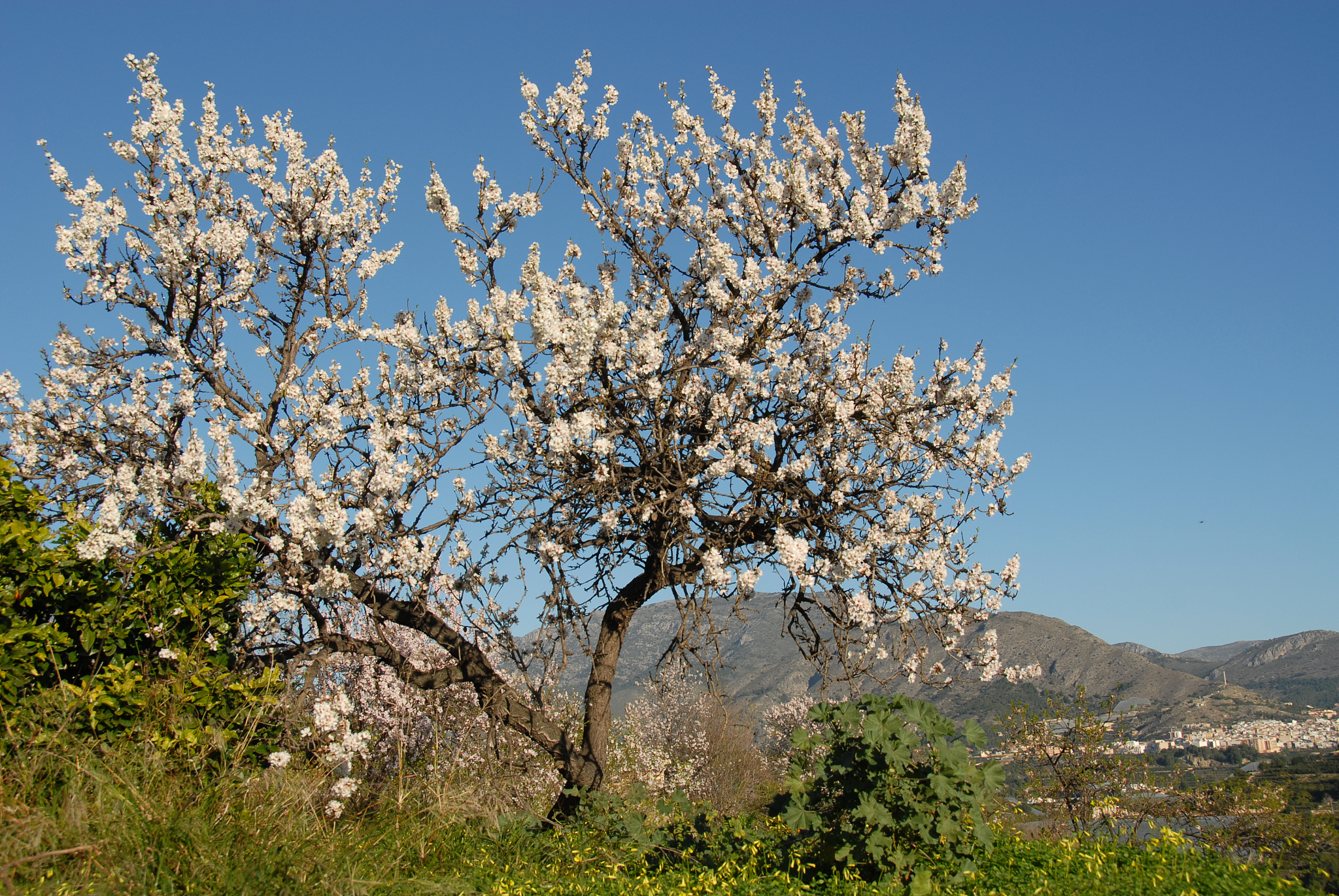 mandelblüte in spanien
