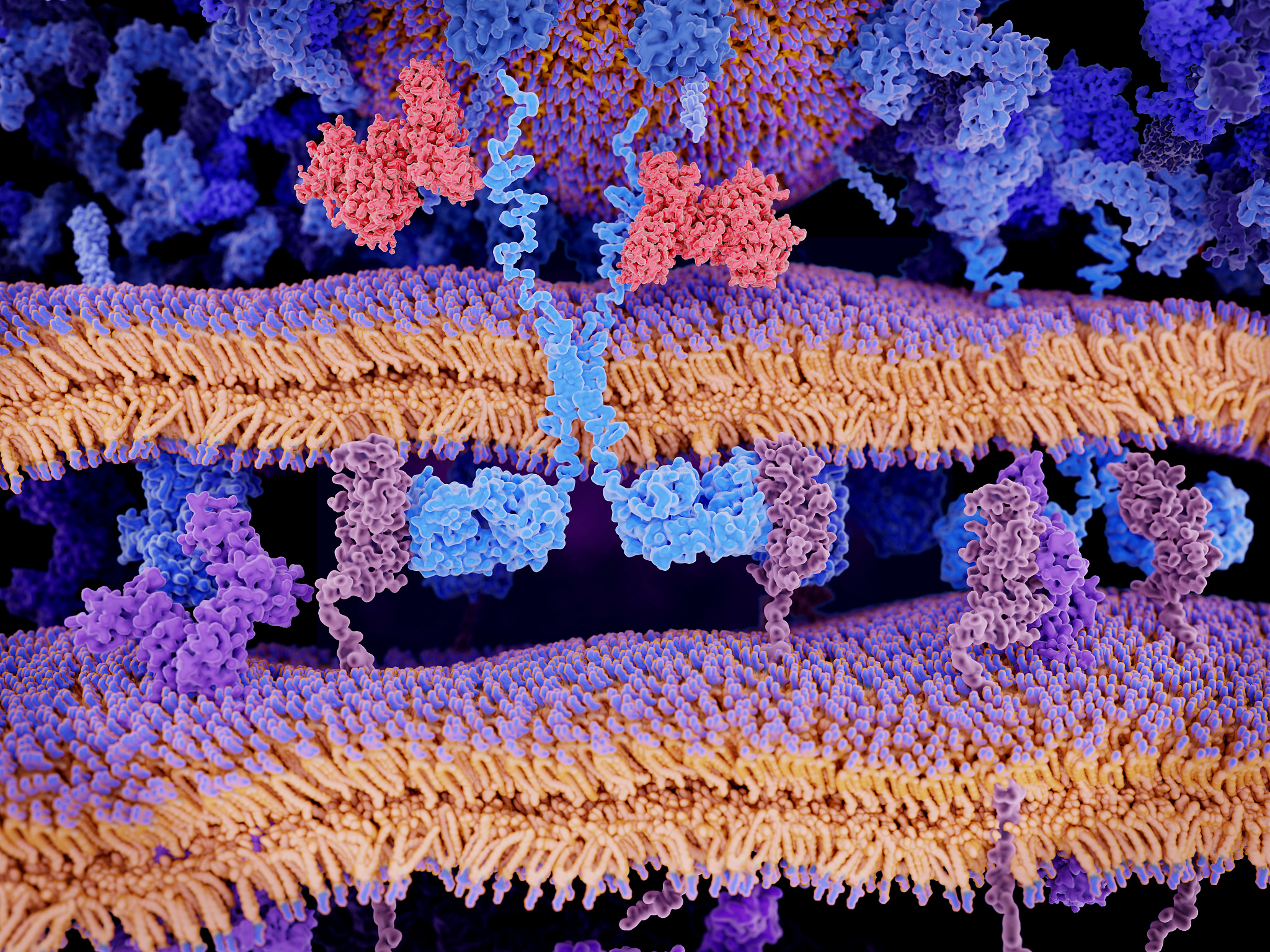 请翻译并概括下面这段英文：Key cytokines and transcription factors involved in the regulation of megakaryocyte MK maturation Megakaryopoiesis is regulated at multiple stages via cytokines blue In the classical path