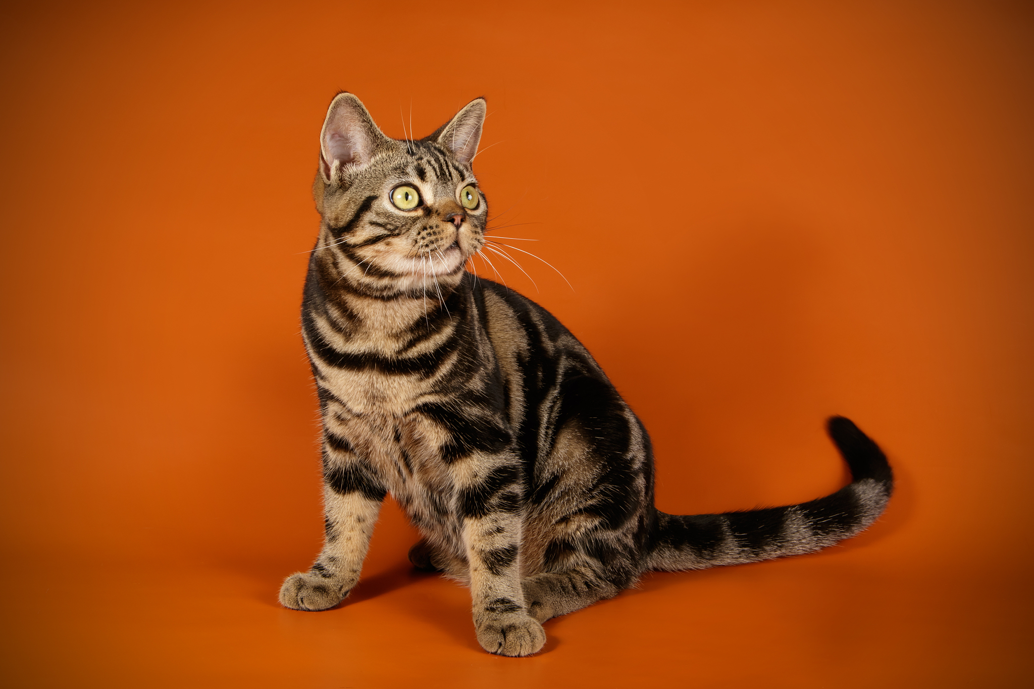 american shorthair cat on colored backgrounds