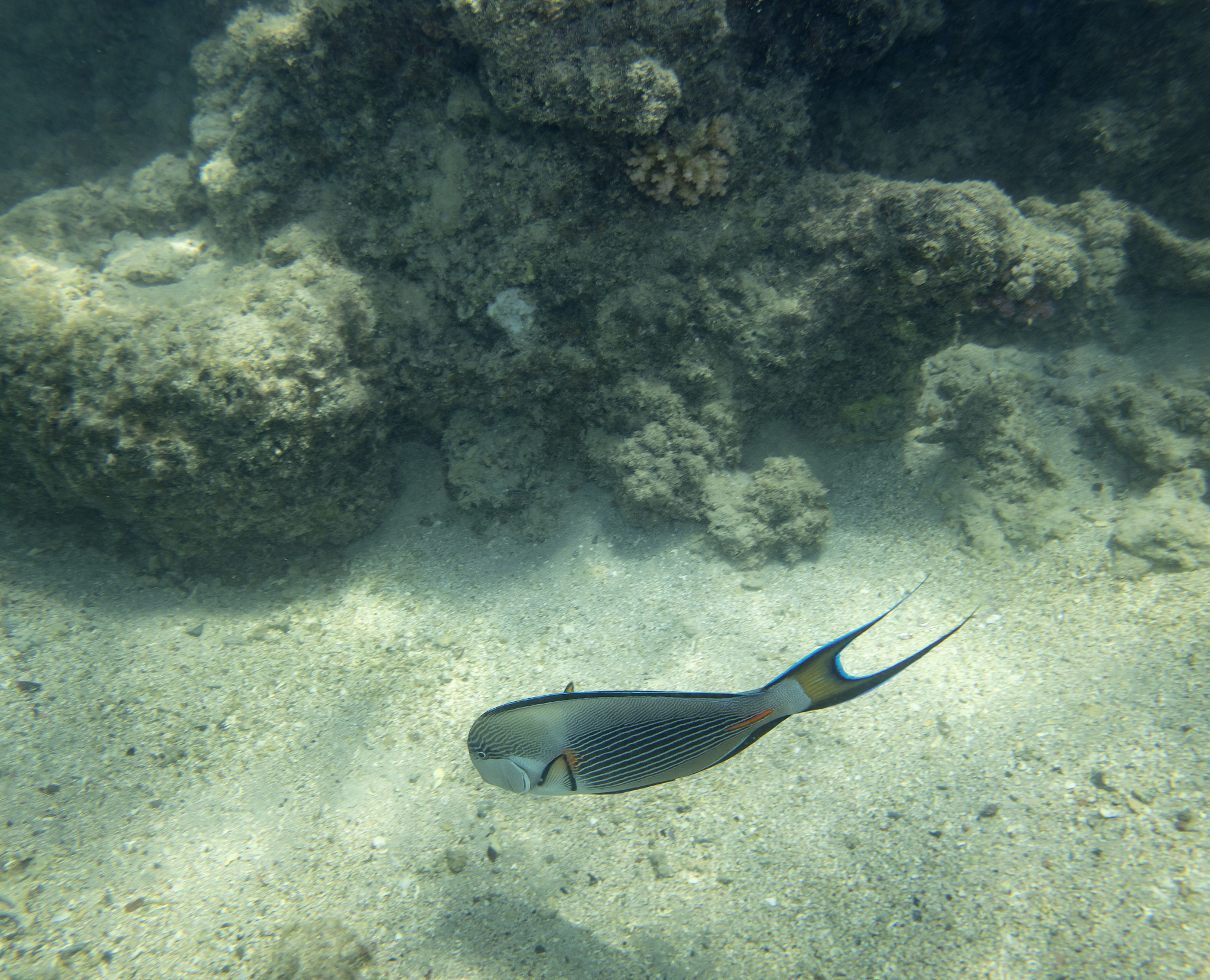 请围绕着海洋中的共生关系写一篇说明文