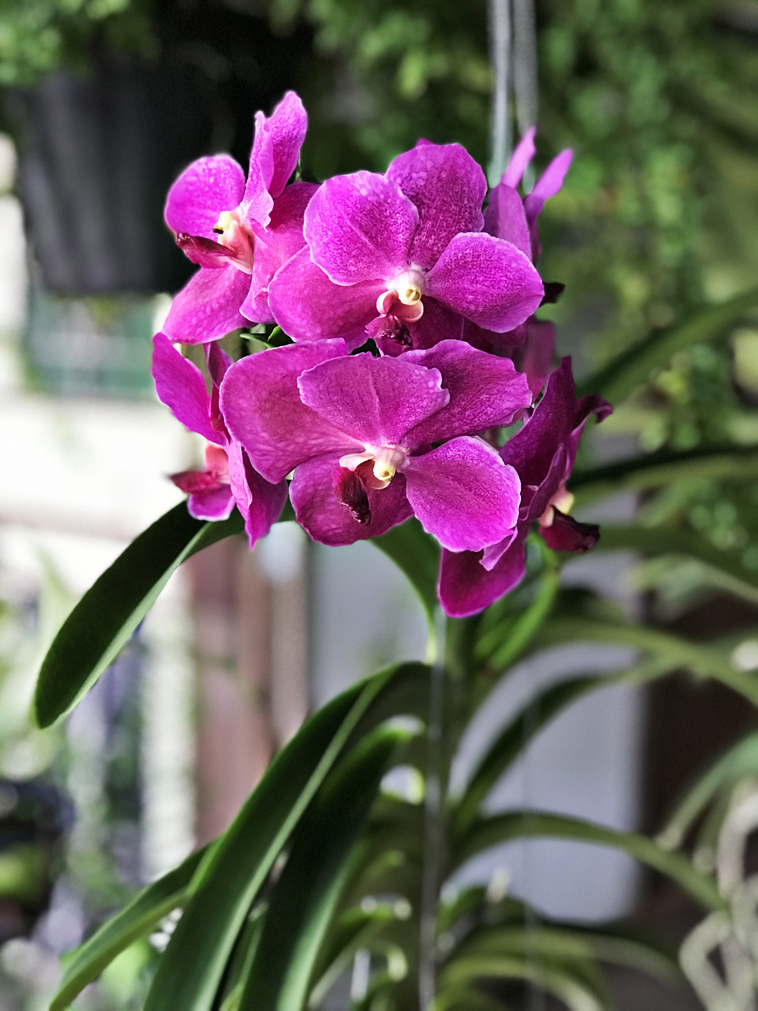 outstanding and colorful vanda orchid flowers in thailand.