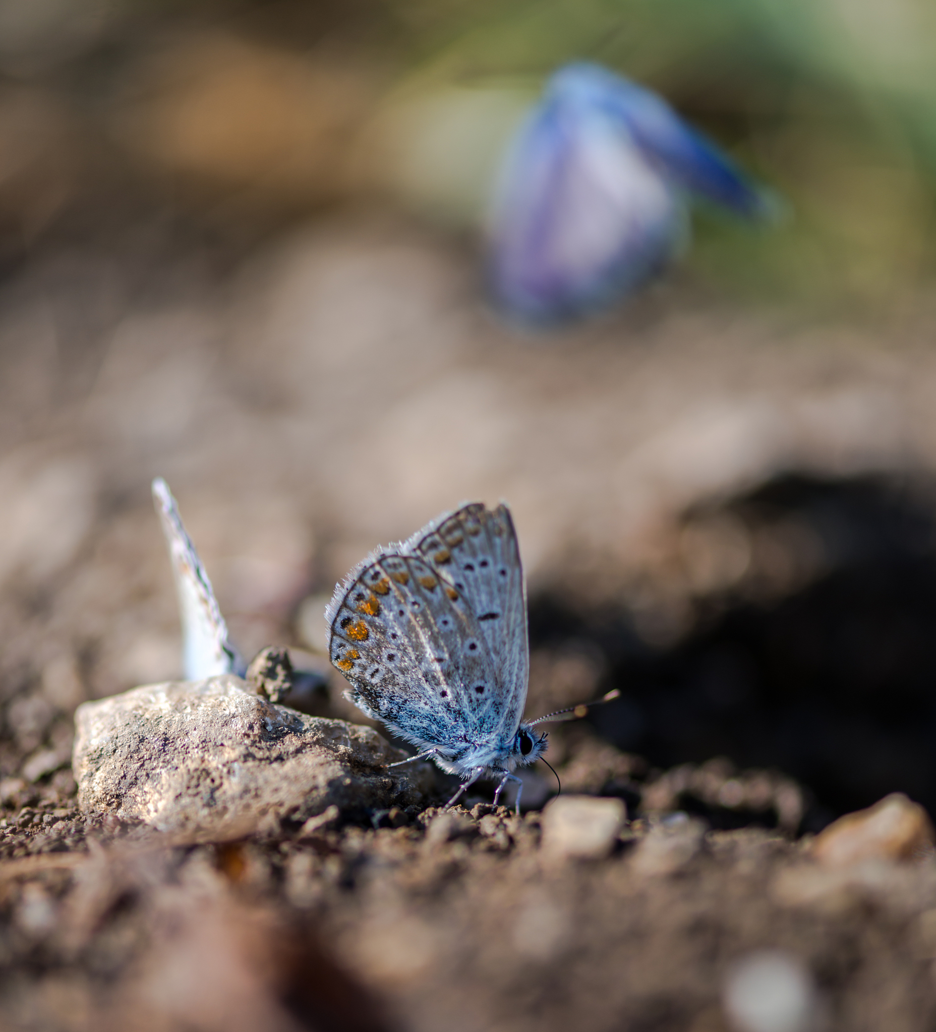 蝴蝶冬天会羽化吗？解密蝴蝶的冬季生存策略