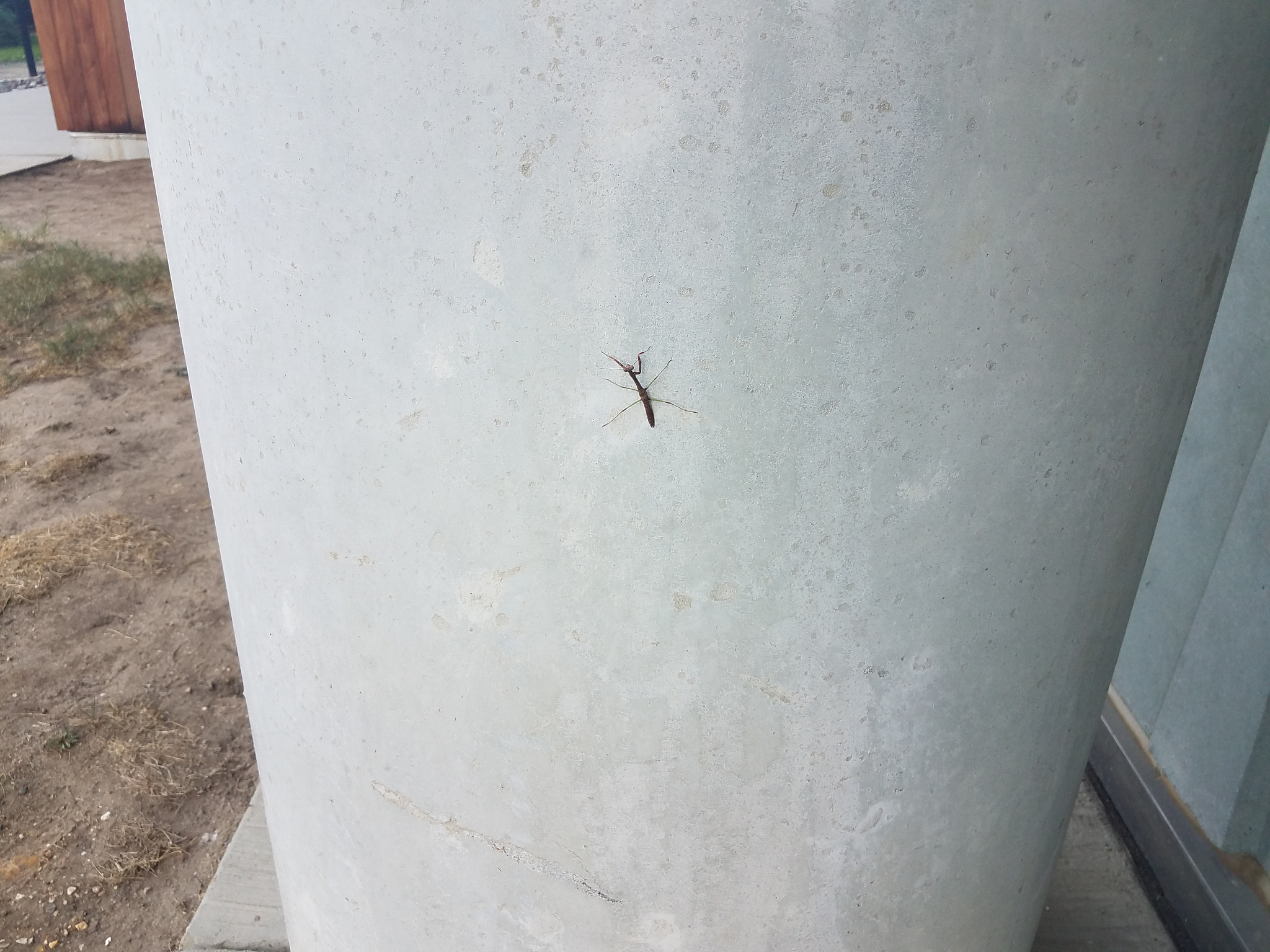 mantis on a cement column