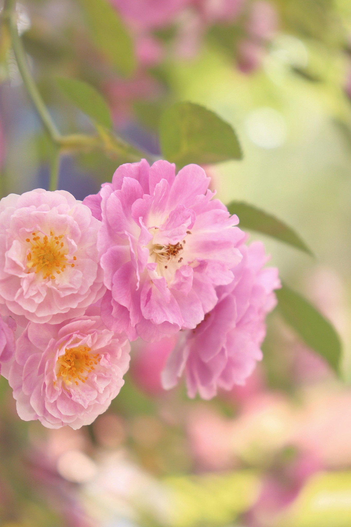 15篇实习周报：记录成长与收获