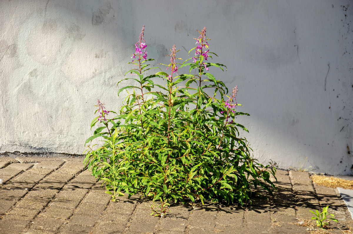 WEED SCIENCE期刊的研究范围