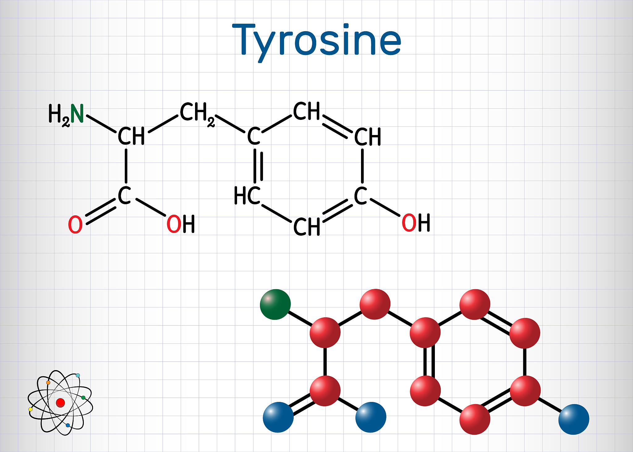 酪氨酸的细胞靶向作用机制：从信号传导到蛋白质合成