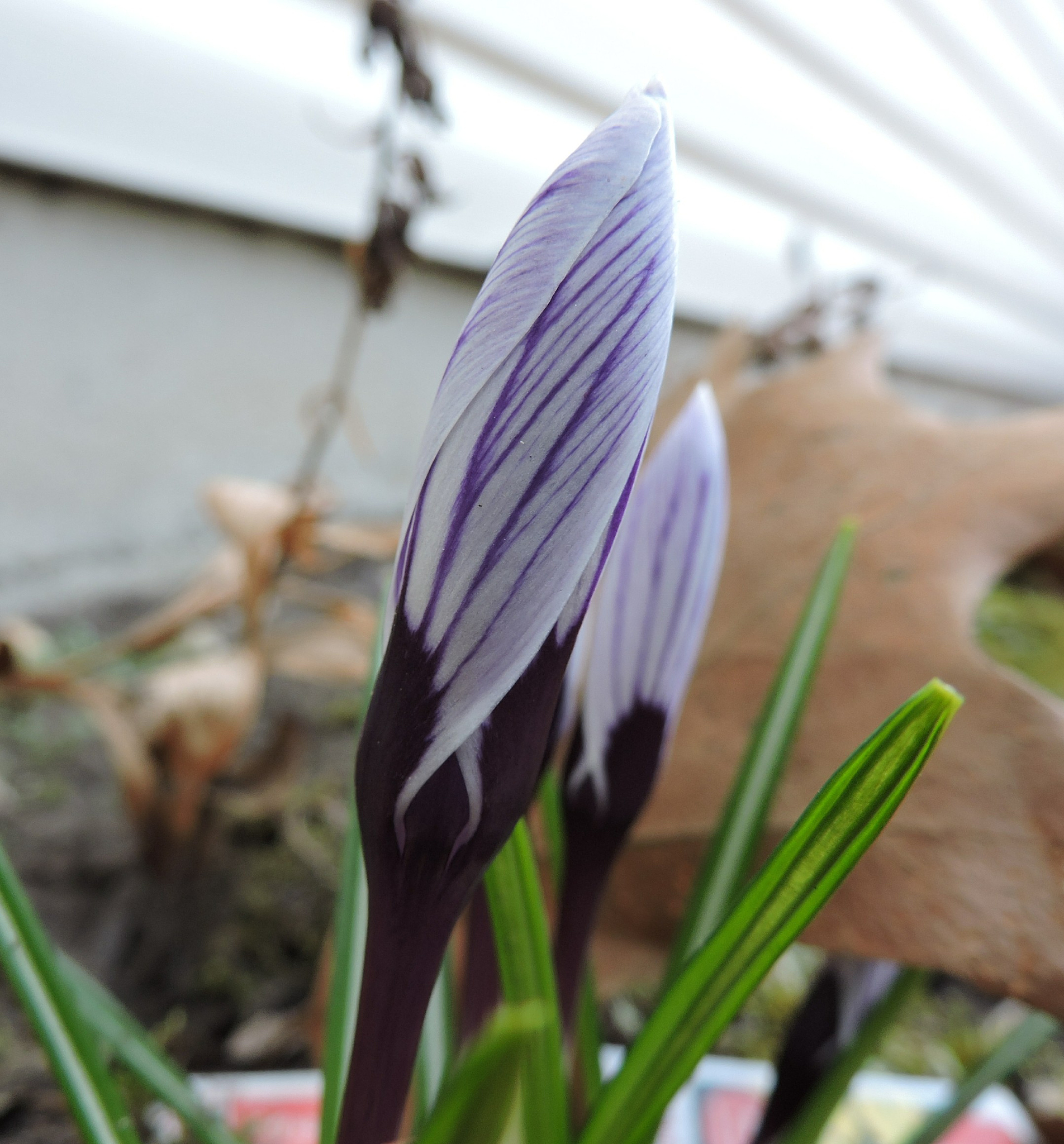 april ushers in flowers and birds