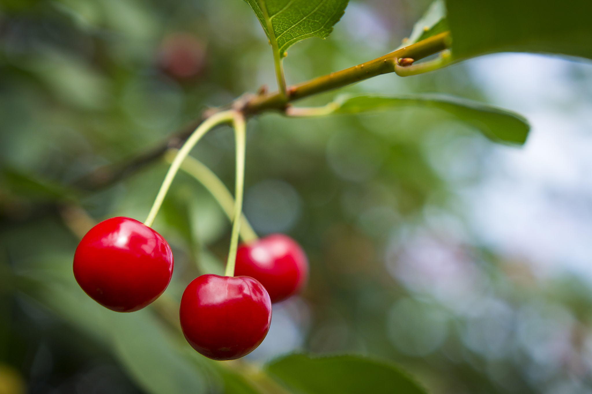 ripe red cherries grow on a branch.