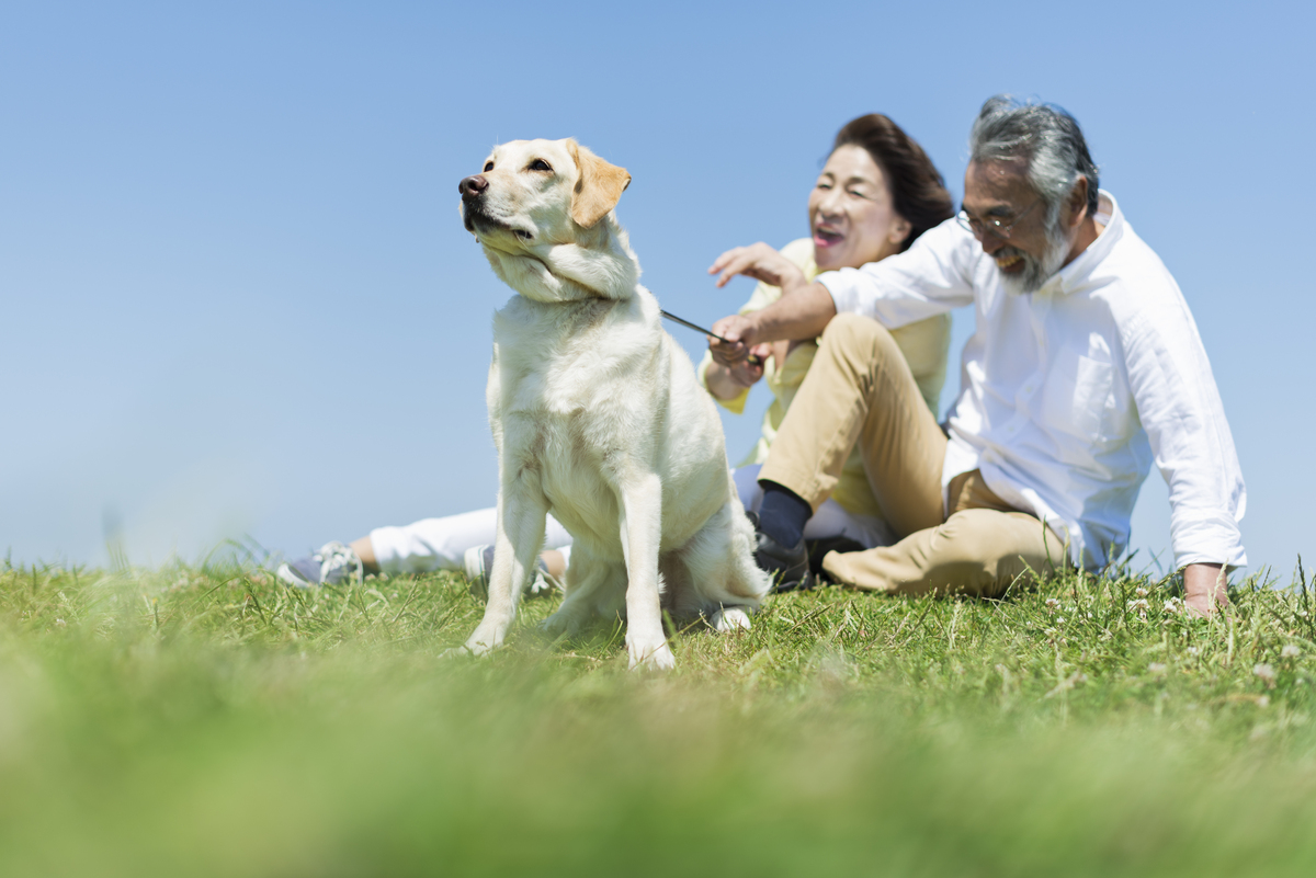 狗狗的思念：今天主人不在家