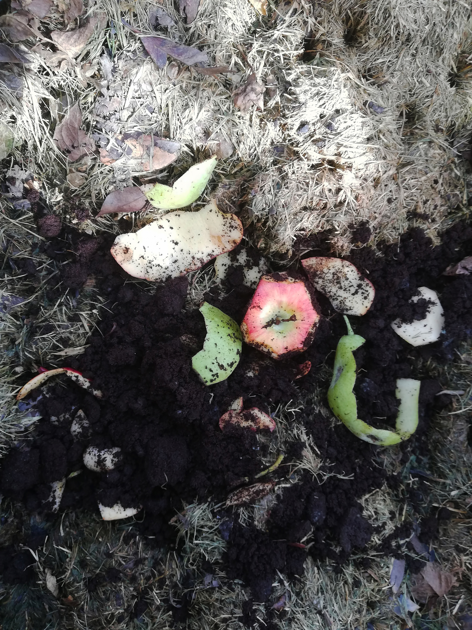 堆肥指南：什么可以添加，什么不能添加