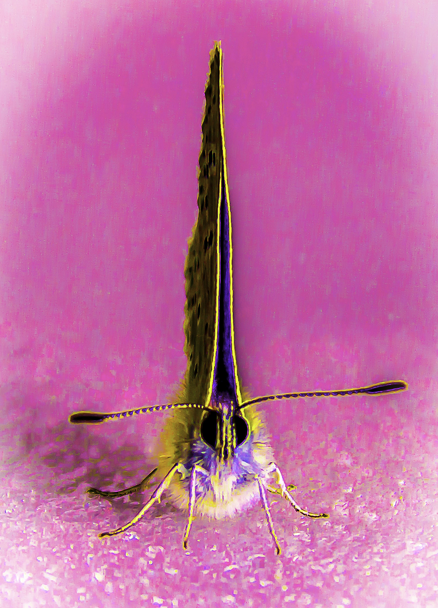 蝗虫足类型对蝗虫跳跃能力影响探究的总结与展望