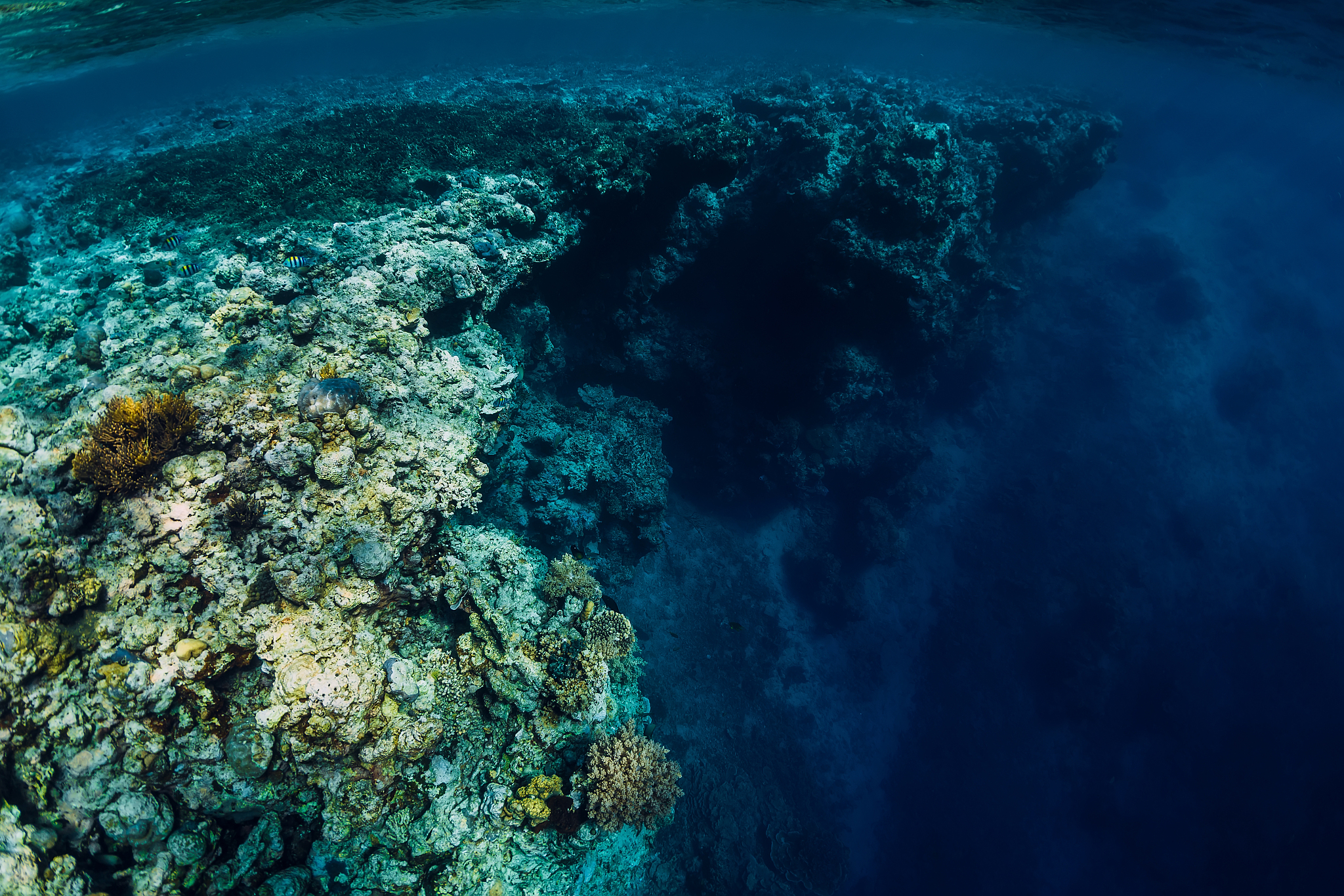 underwater rocks with coral and fish in blue transparent ocean. 