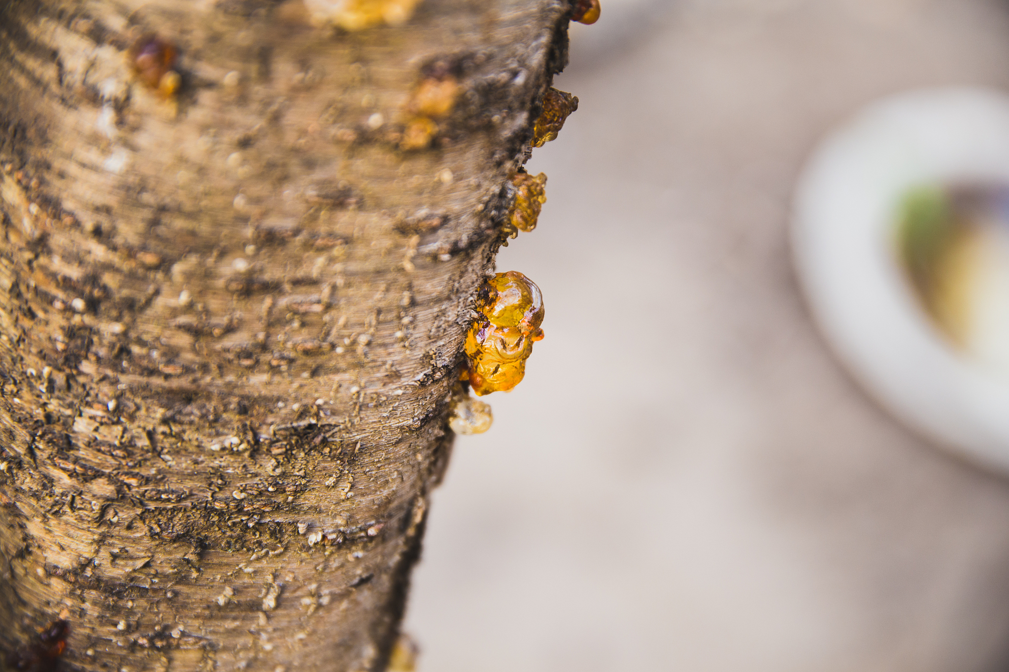 close-up of resin on tree bark