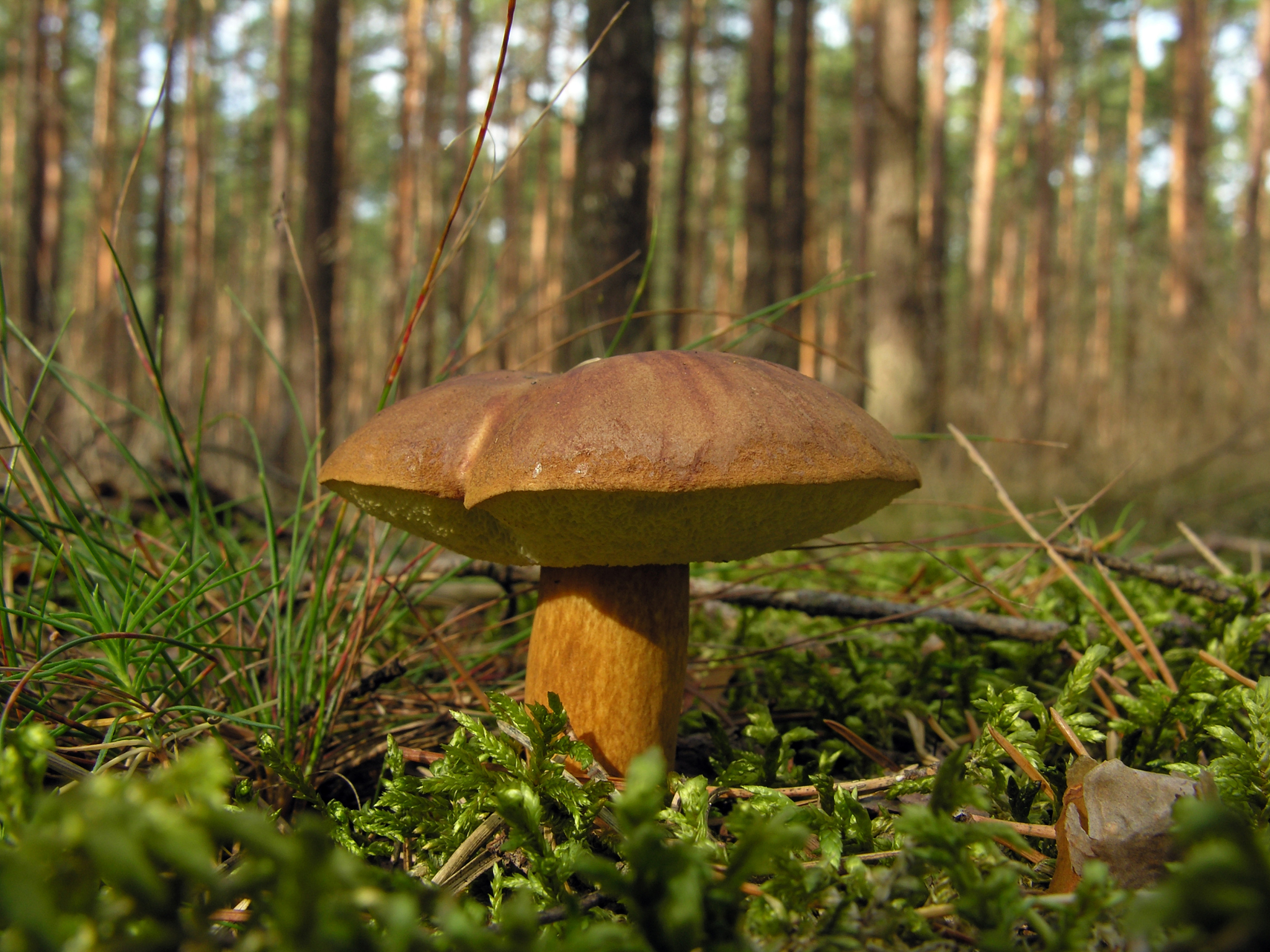 探索真菌世界：Fungal Biology期刊研究范围深度解析