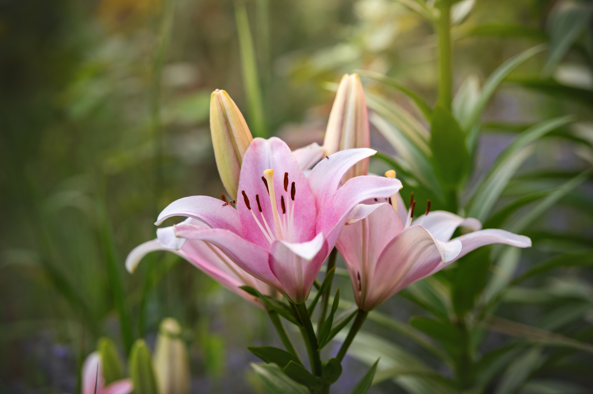 百合花一年开几次花？花期多长400字