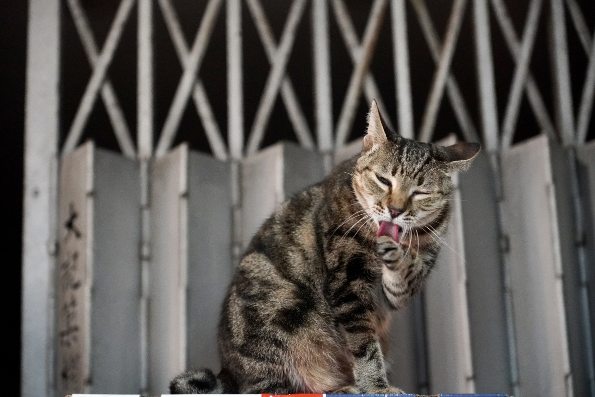 当代猫奴真实照片图片