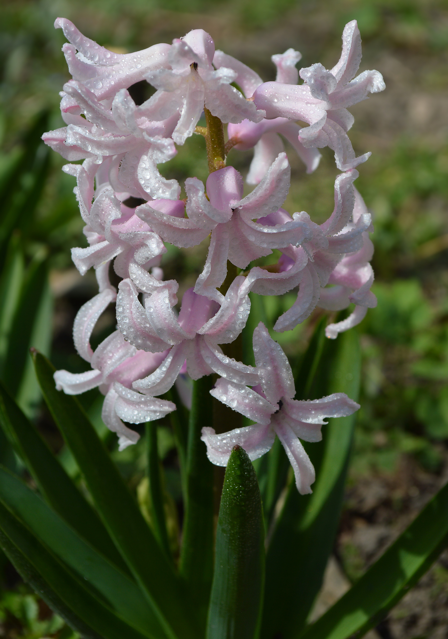 close up of white flower