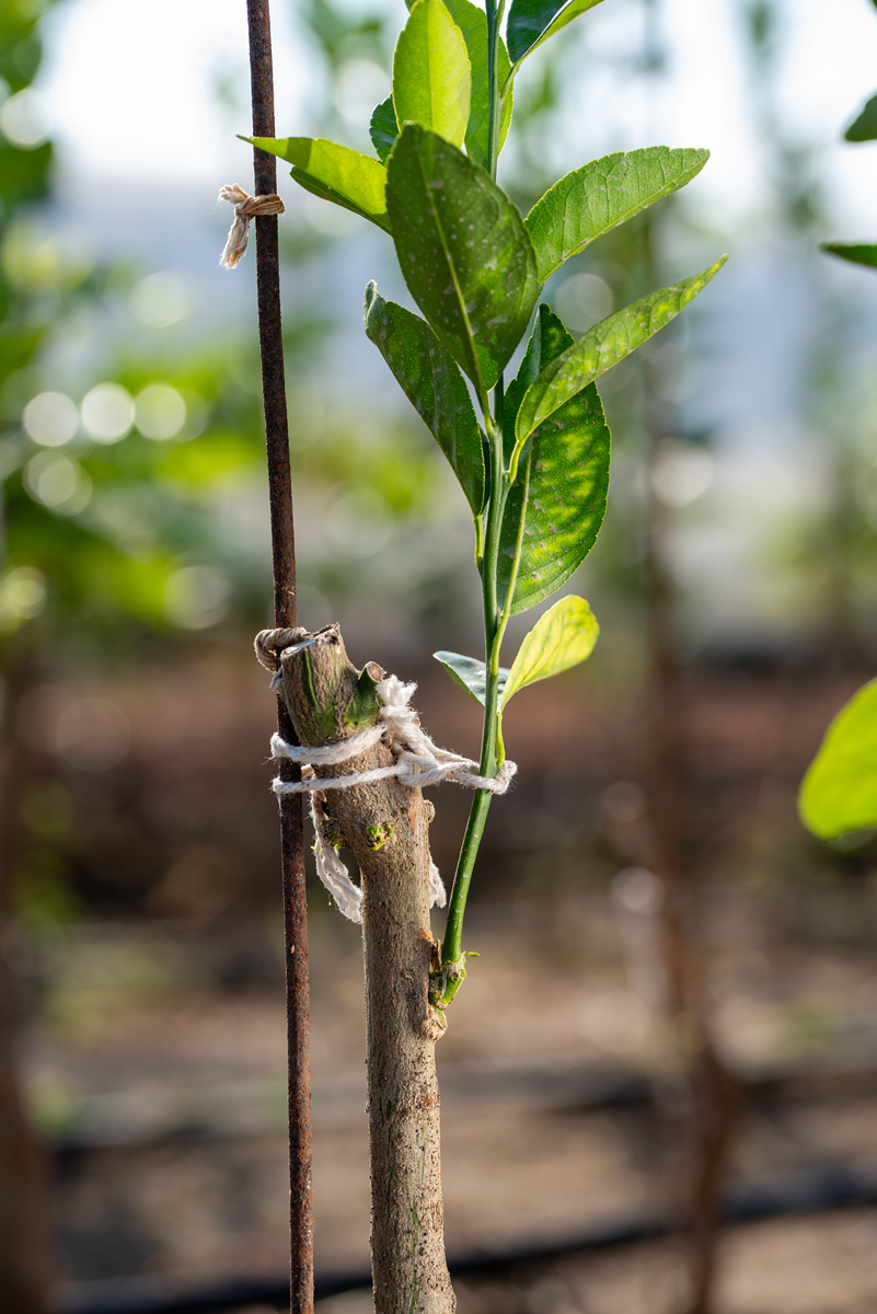 夏梢留主杆是否会影响后年挂果产量