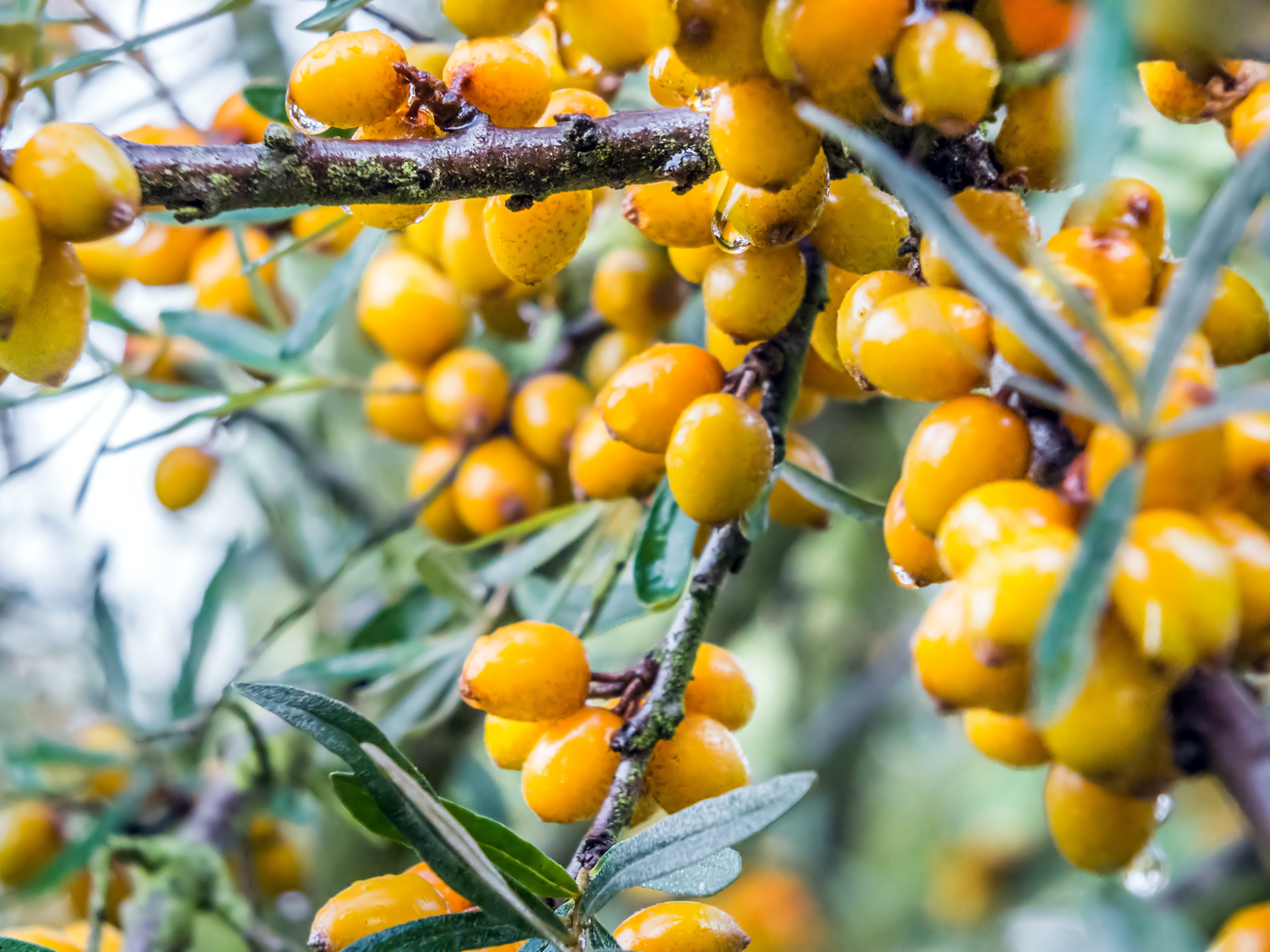 鼎鑫沙棘植物盖片适用人群：增强免疫力，改善多种问题