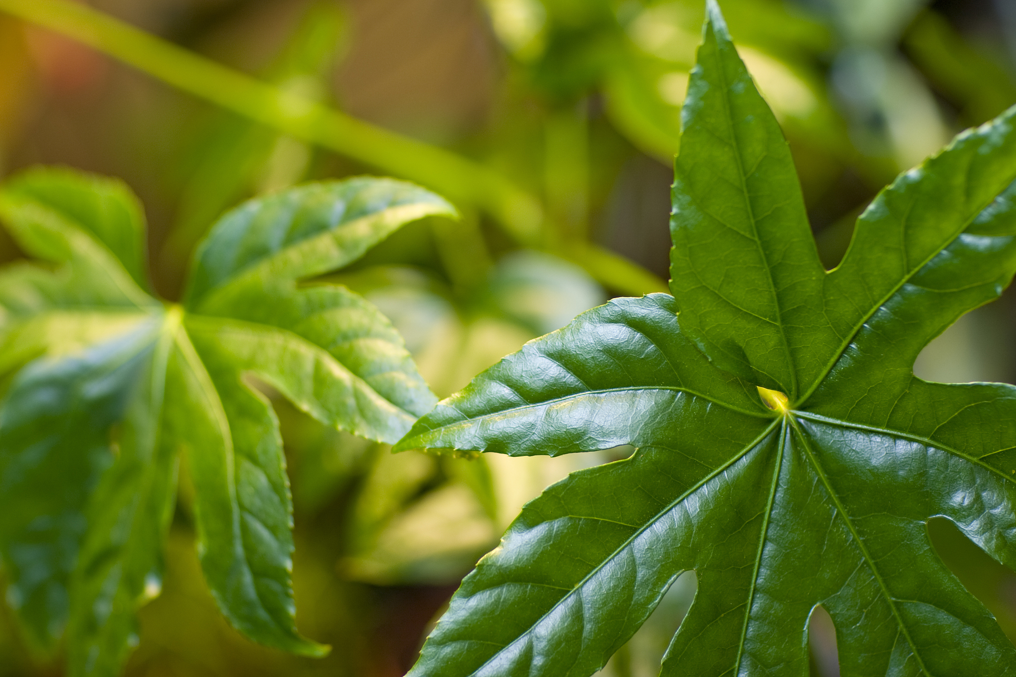 tropical leaf