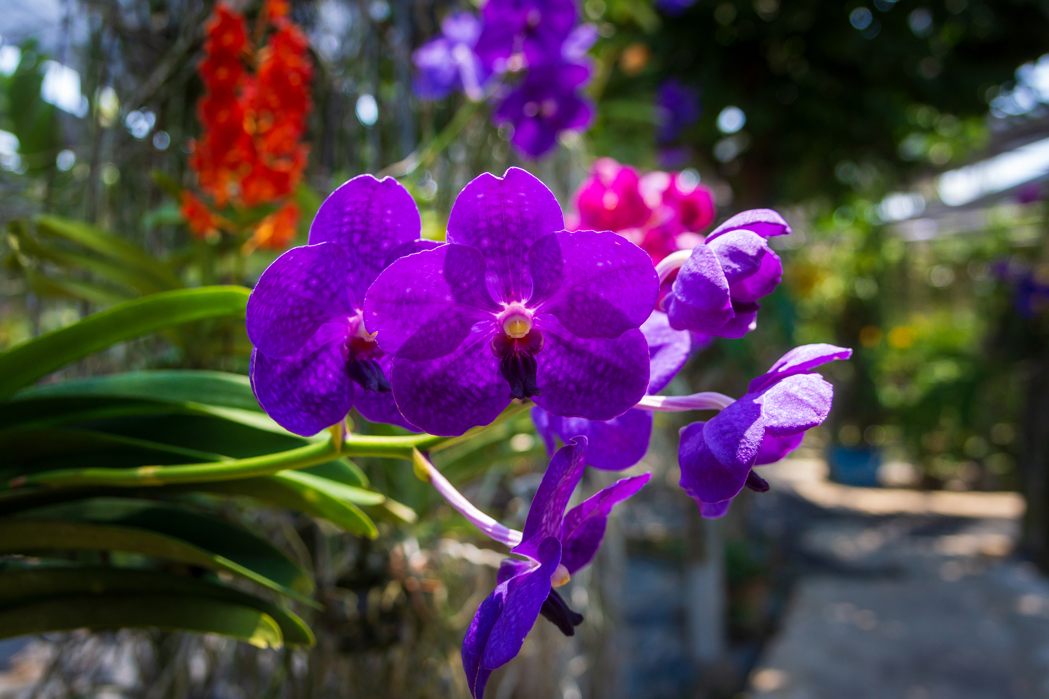 beautiful orchidaceae flowers in orchid farm, phuket, thailand