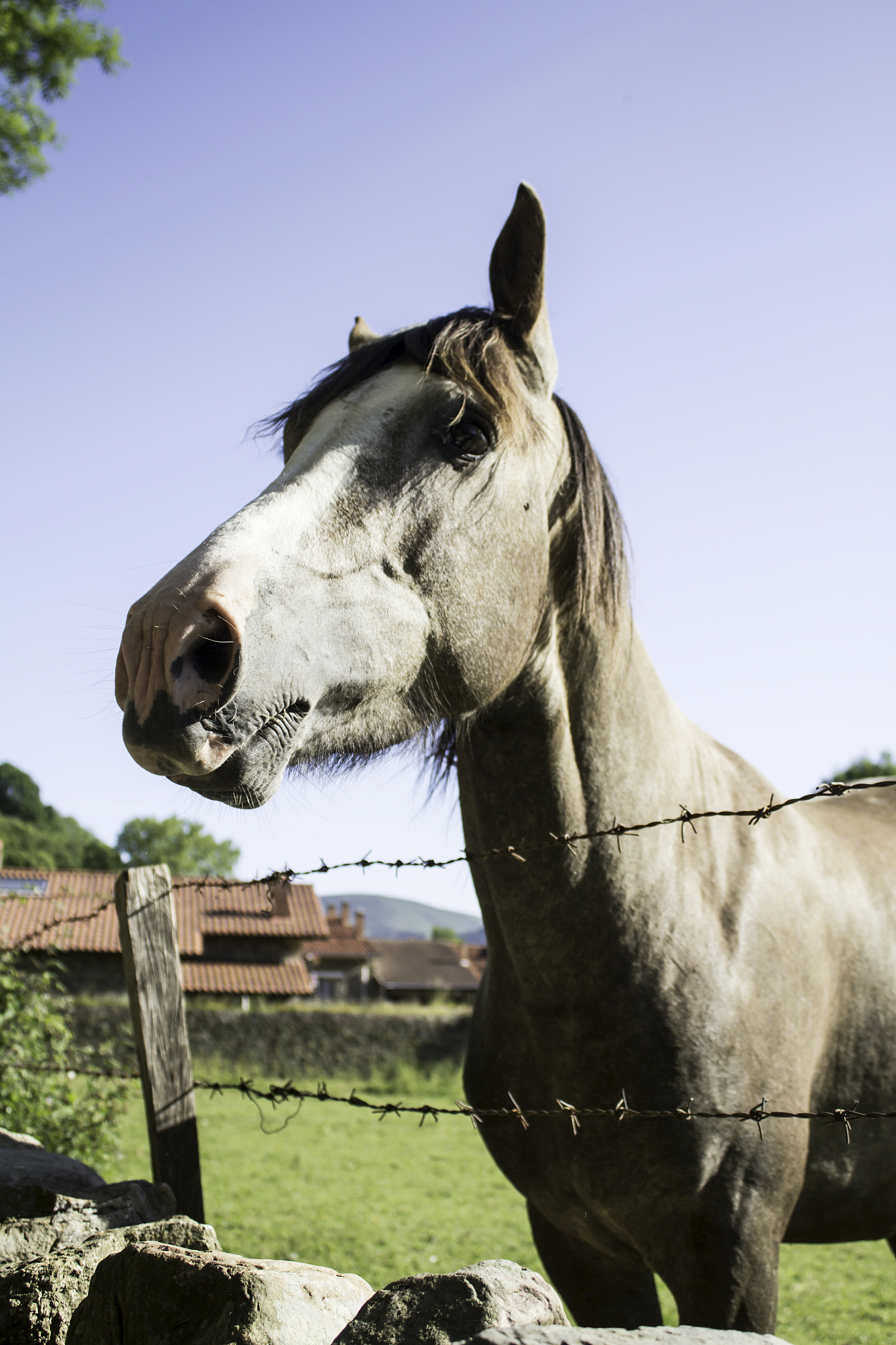 horses in rural block in the field, animals and nature