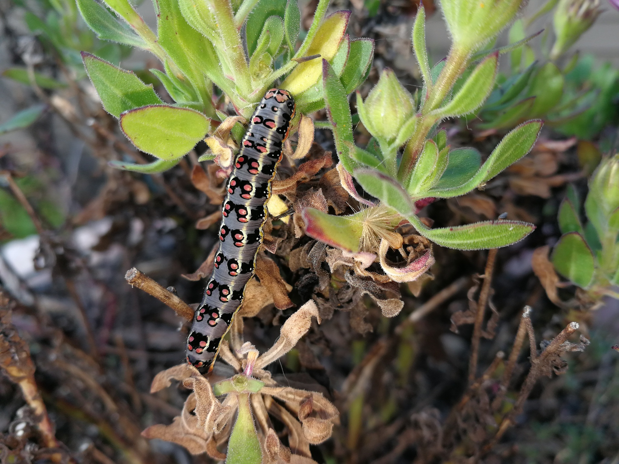 JOURNAL OF INSECT SCIENCE: 昆虫科学领域的领先期刊