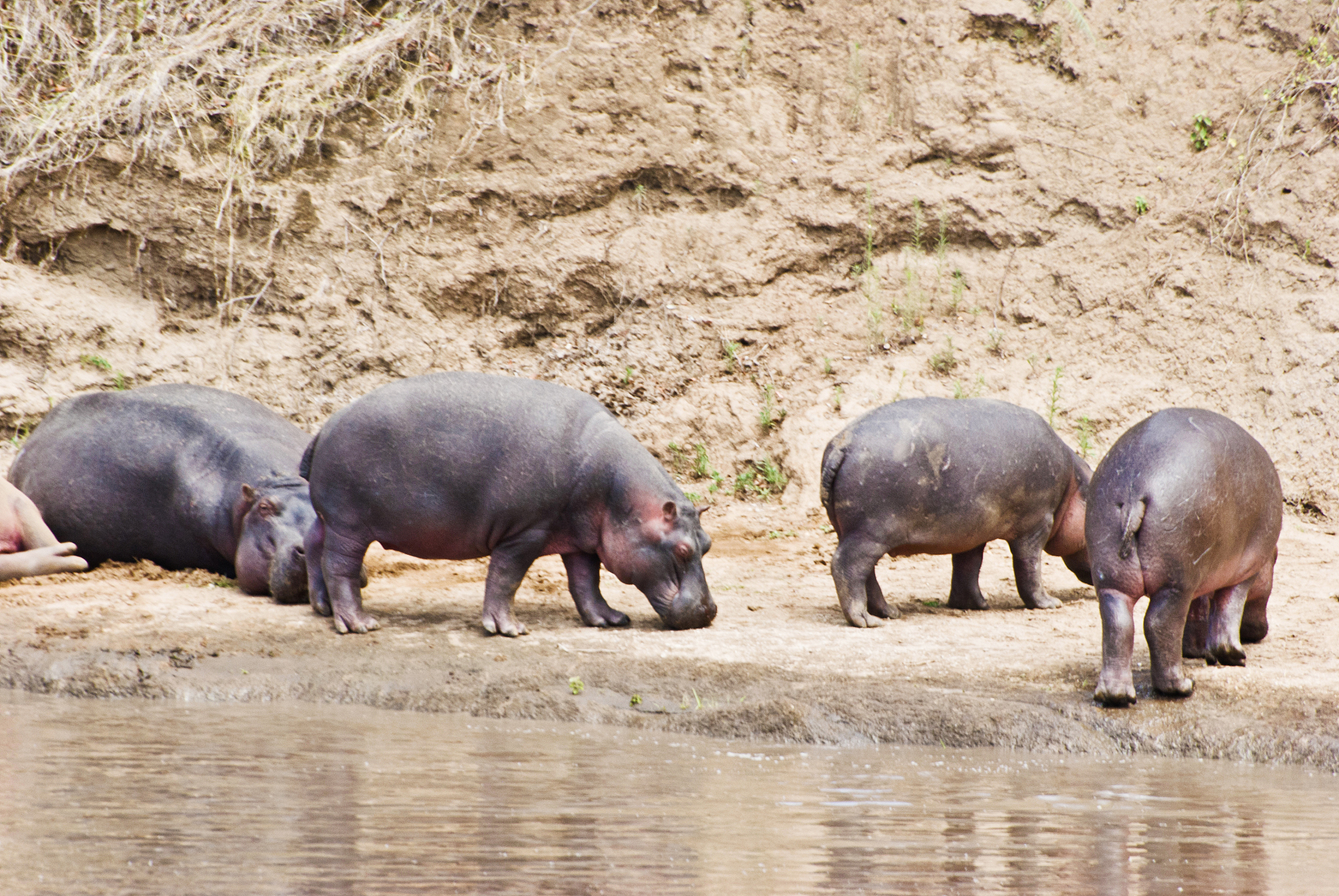 herd of hippos (hippopotamus amphibius) lying by a muddy river
