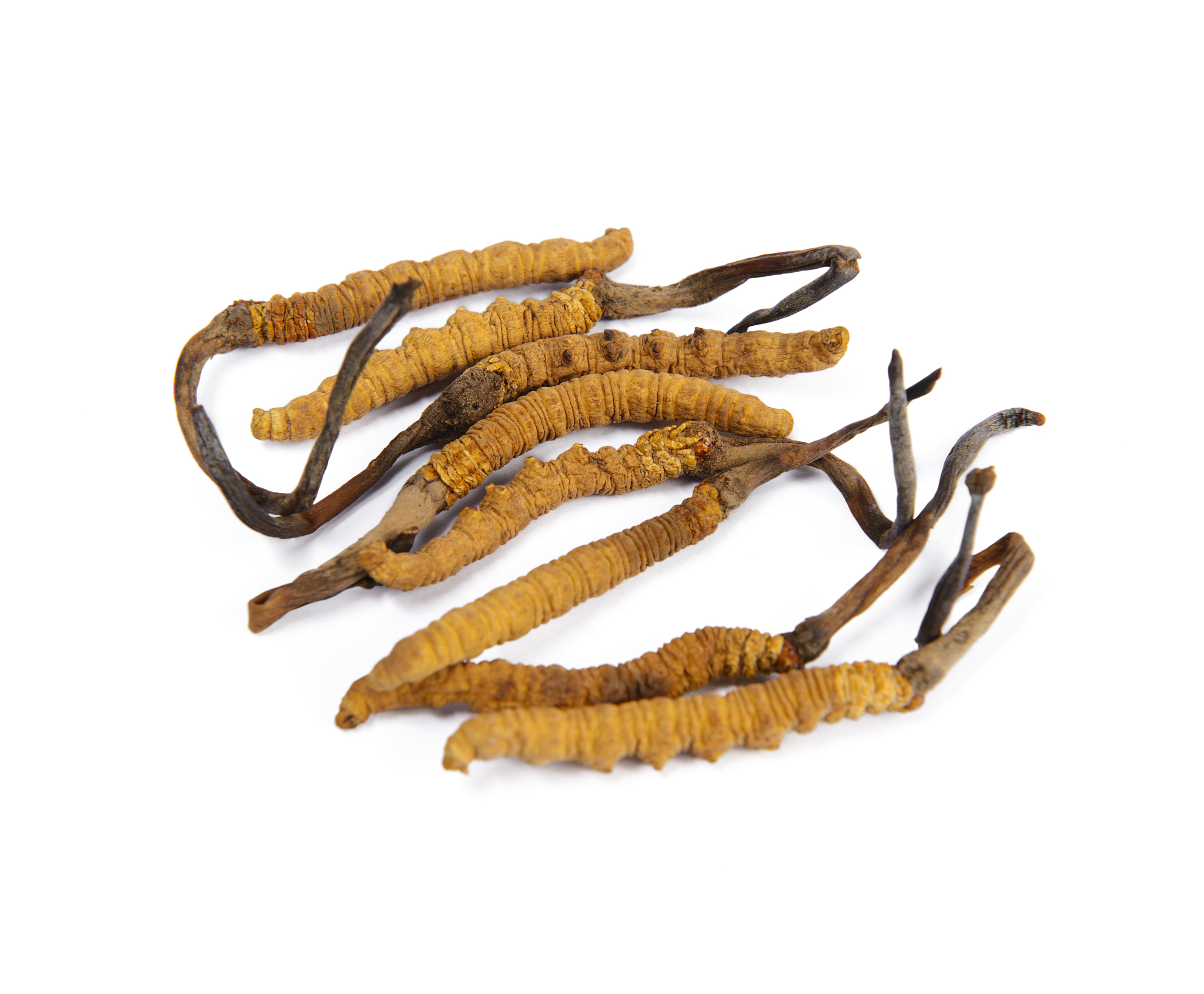 人体寄生虫学进修收获：成果、体会与目标达成