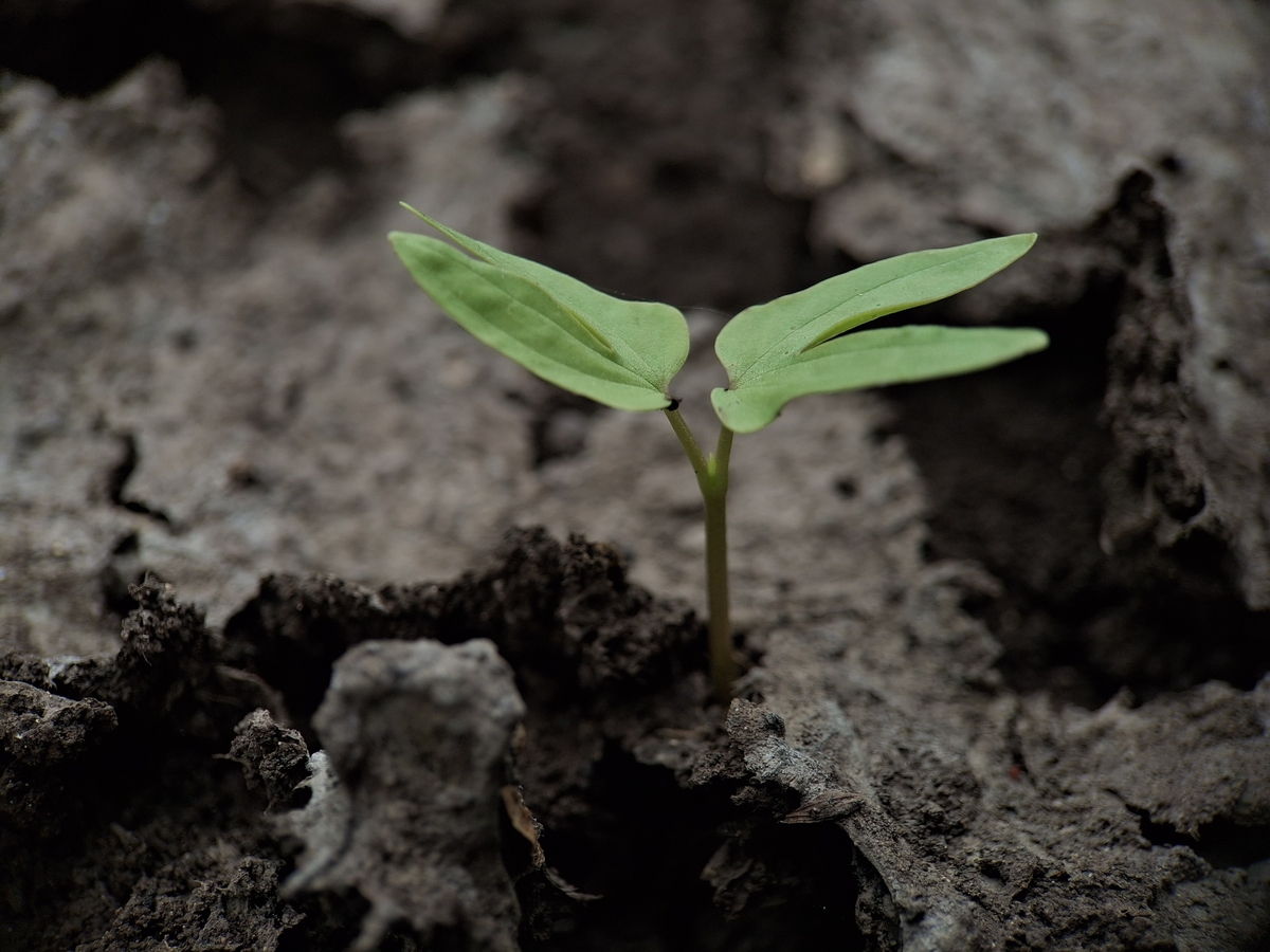 板结土壤：植物生长的致命杀手