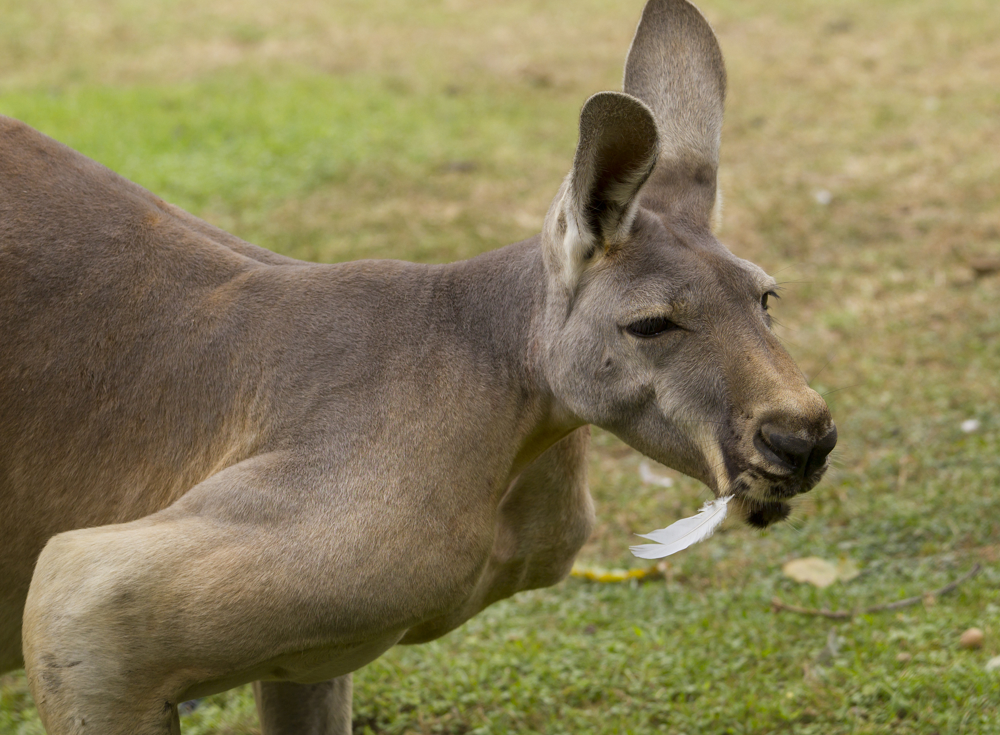 重庆危氏属：小型有袋类动物，了解其特点与现状