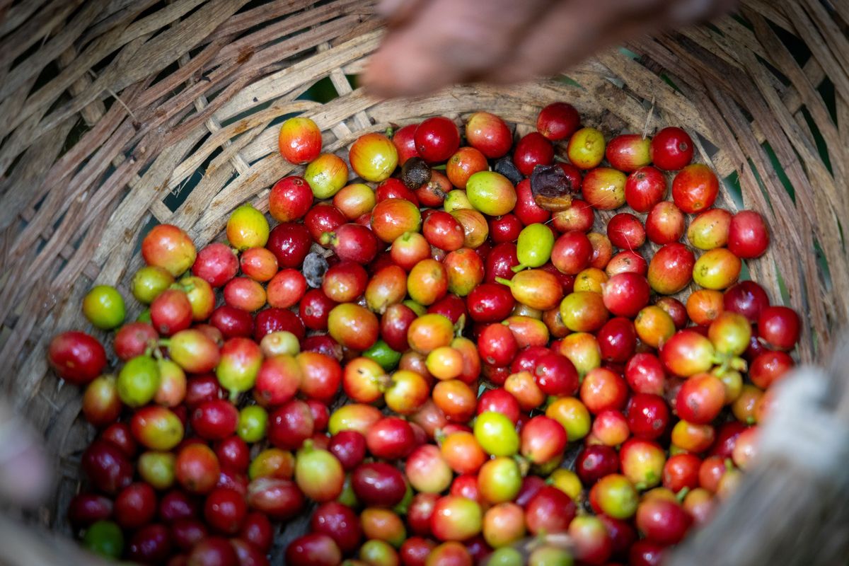 给我描述一下巴拿马瑰夏的全部优点