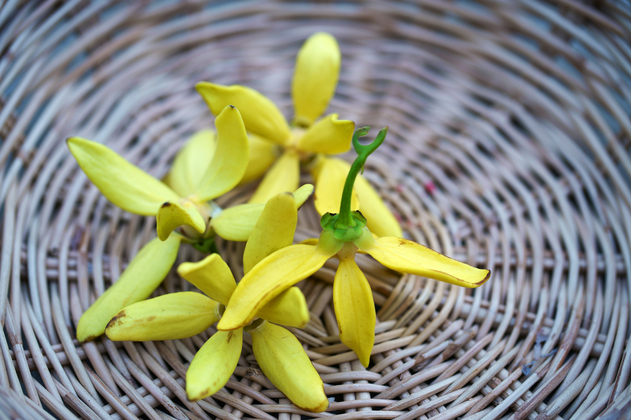 ylang ylang flower on basket background.