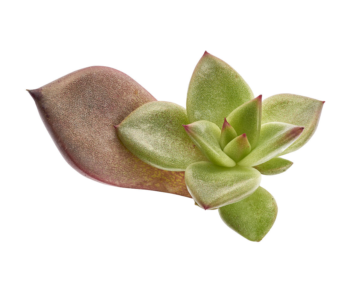 植物妈妈有办法 教学目标：培养学生科学素养和实践能力
