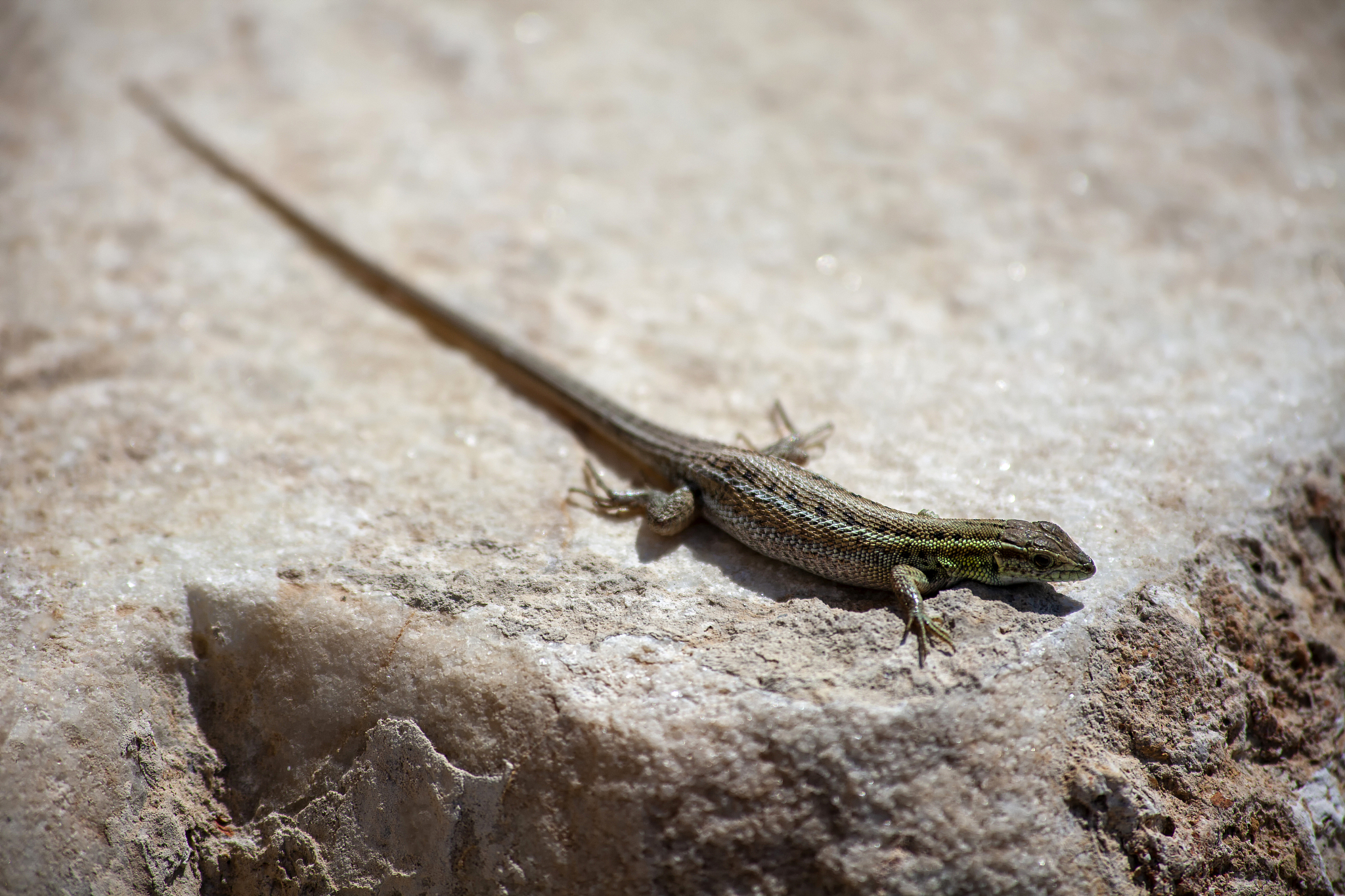 5、在采购过程中准确描述所需产品以确保采购质量以下描述正确的方法有：A：多角度描述B：给出不同的规格C：规格描述D：市场等级描述E：颜色描述