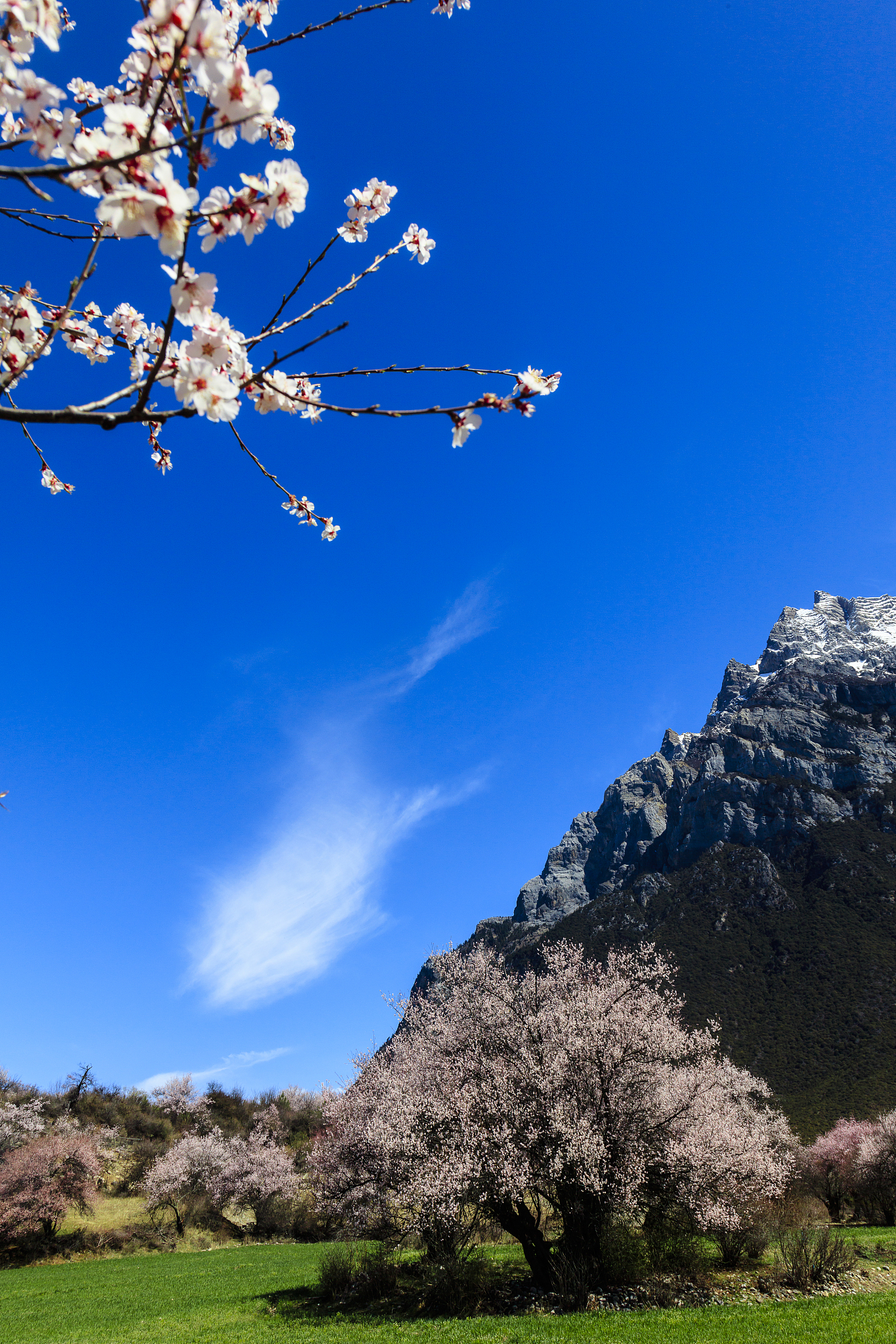 西藏林芝市波密县松宗镇宋东巴热神山桃花