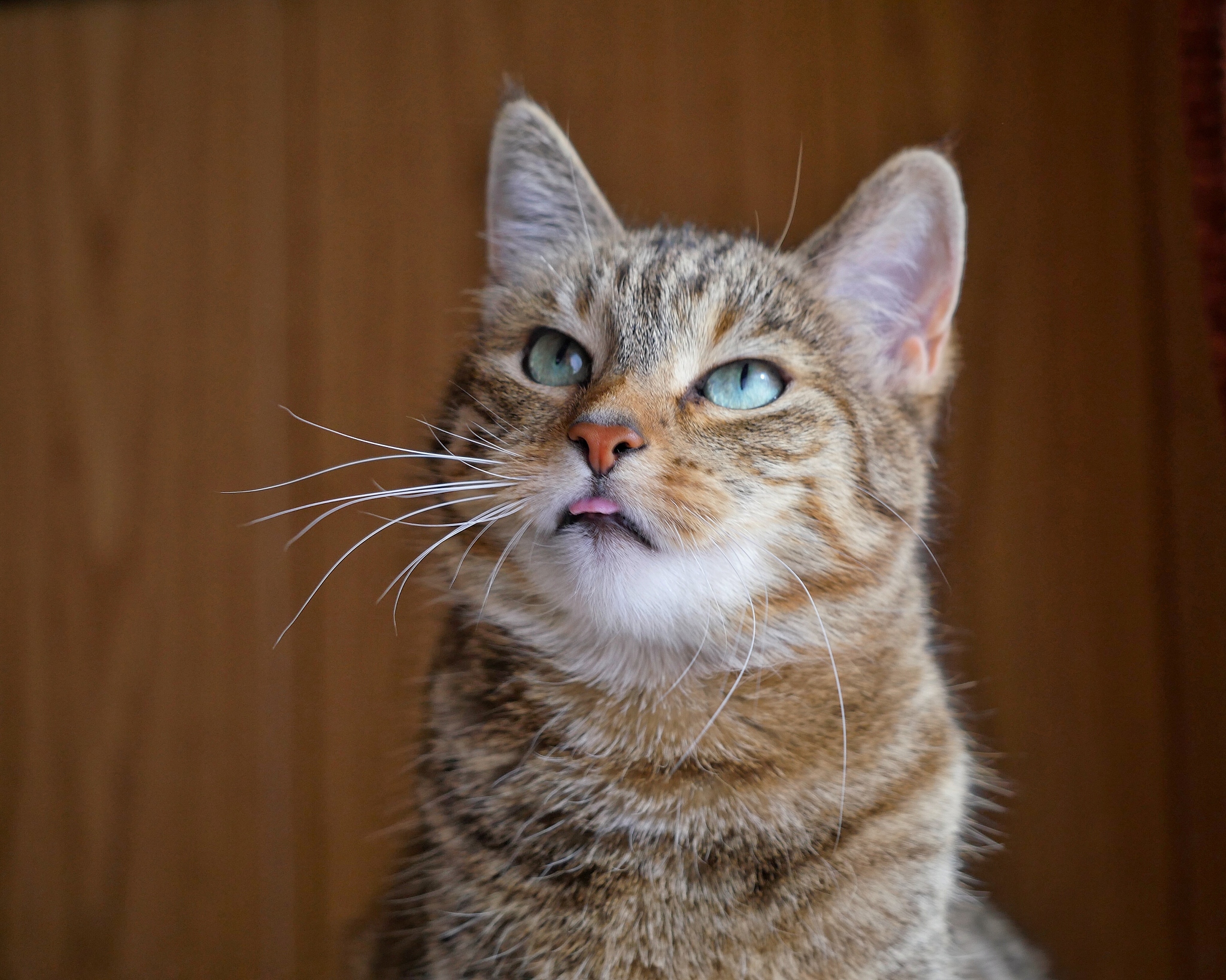 猫咪如何表达自己的情感和需求？