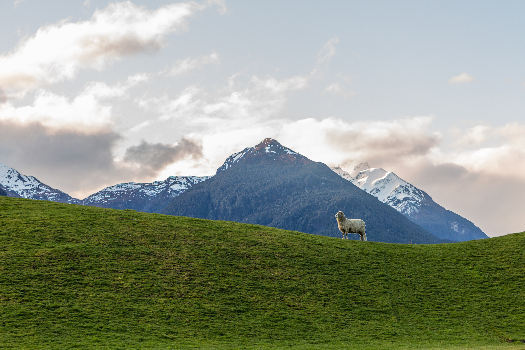 sheep on a green meadow