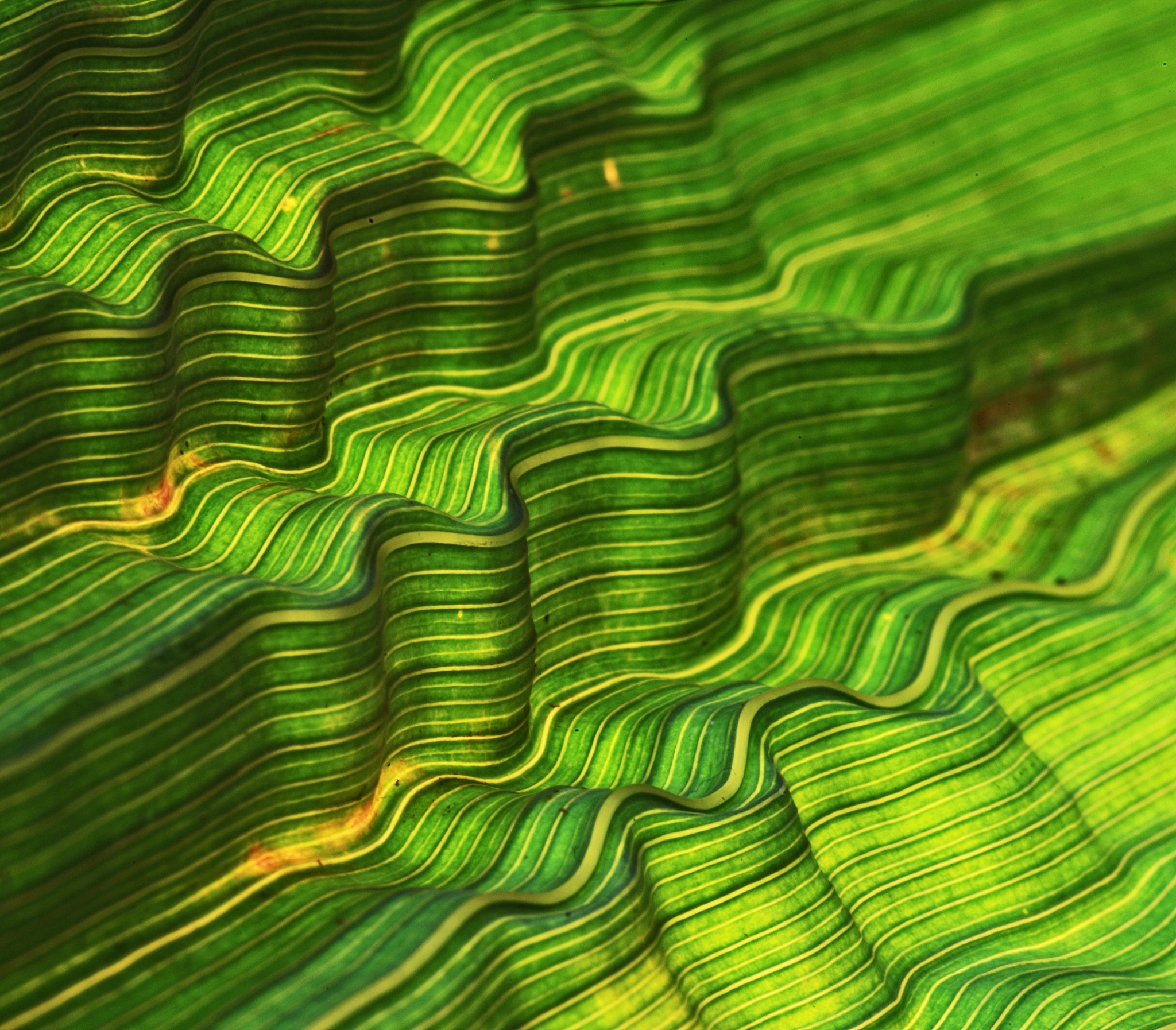 水稻叶子重量占比：约占总重量的10%