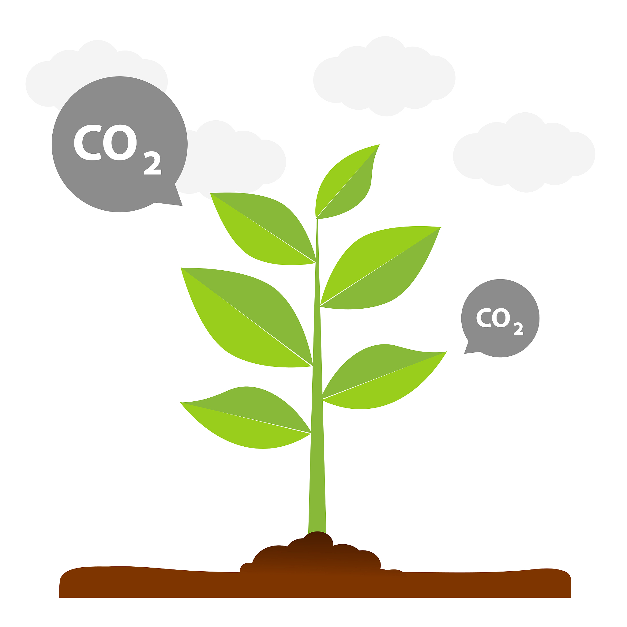 为什么微生物植物生长过程中土壤有效磷会降低