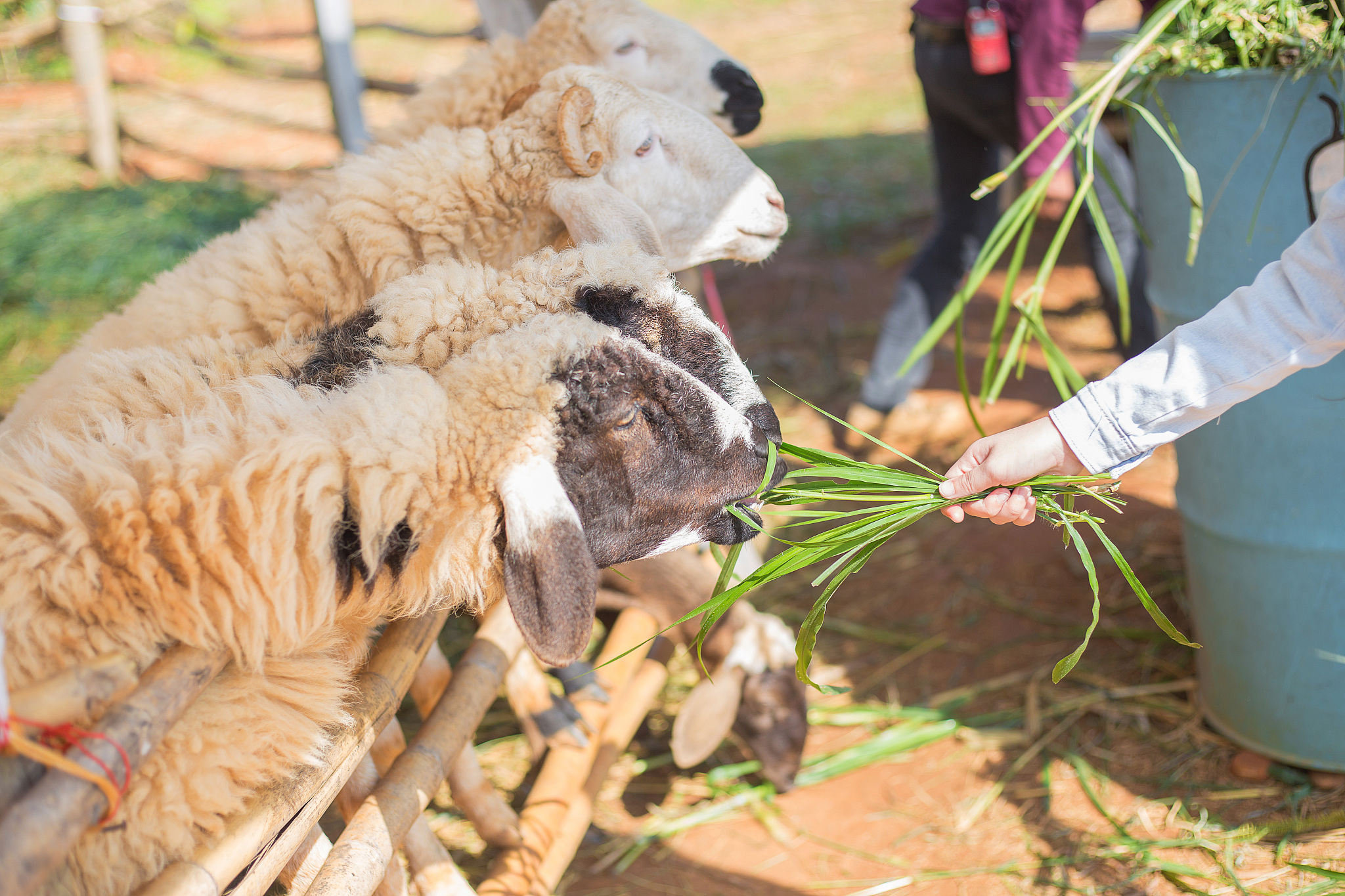 无人机投喂流浪动物：技术创新助力动物福利
