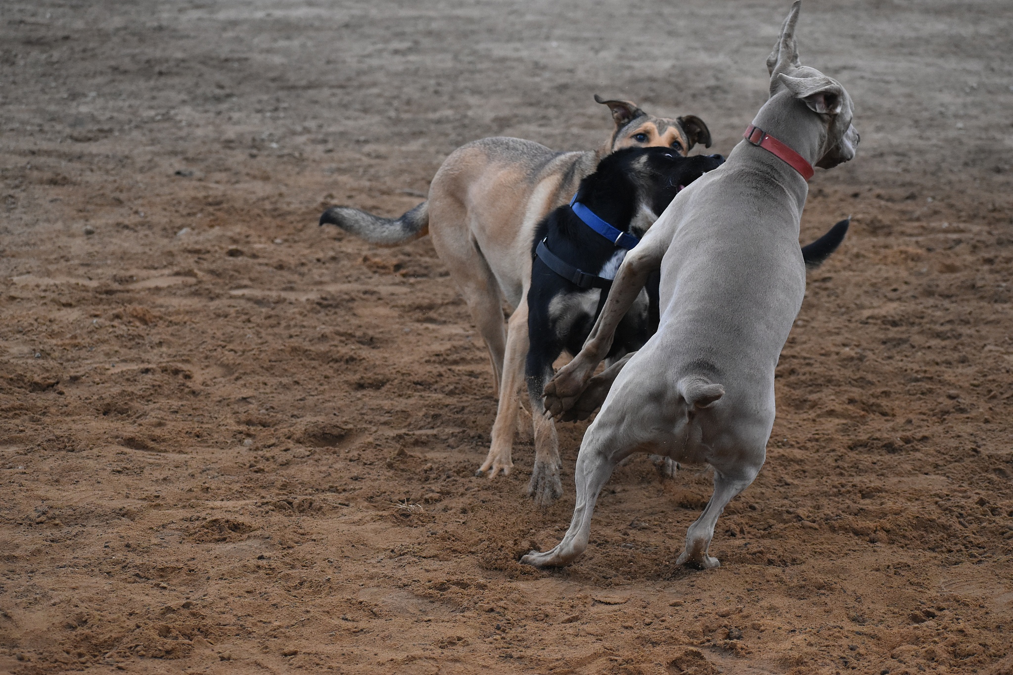 three dogs playing in dog park dodging each other