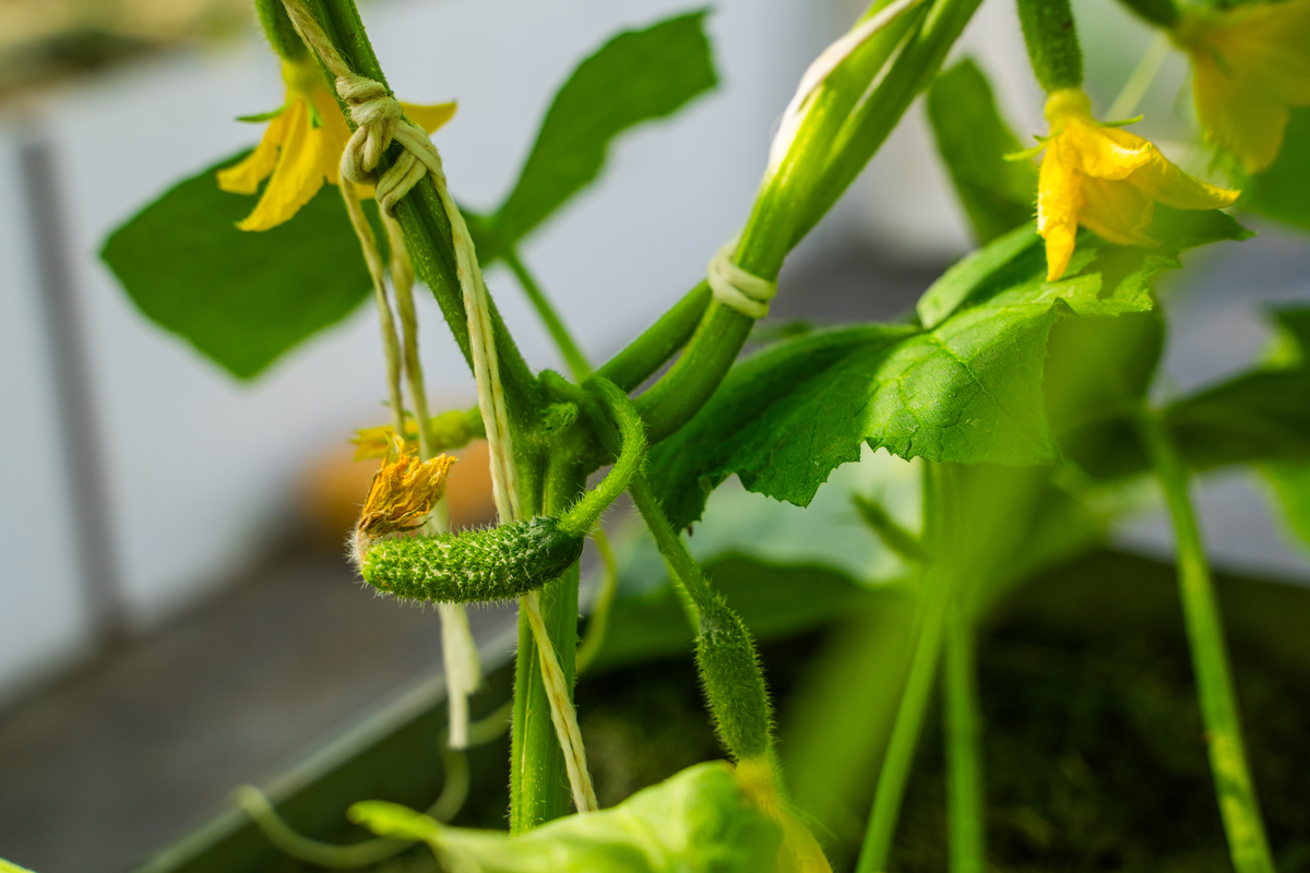 黄瓜开花以后叫什么