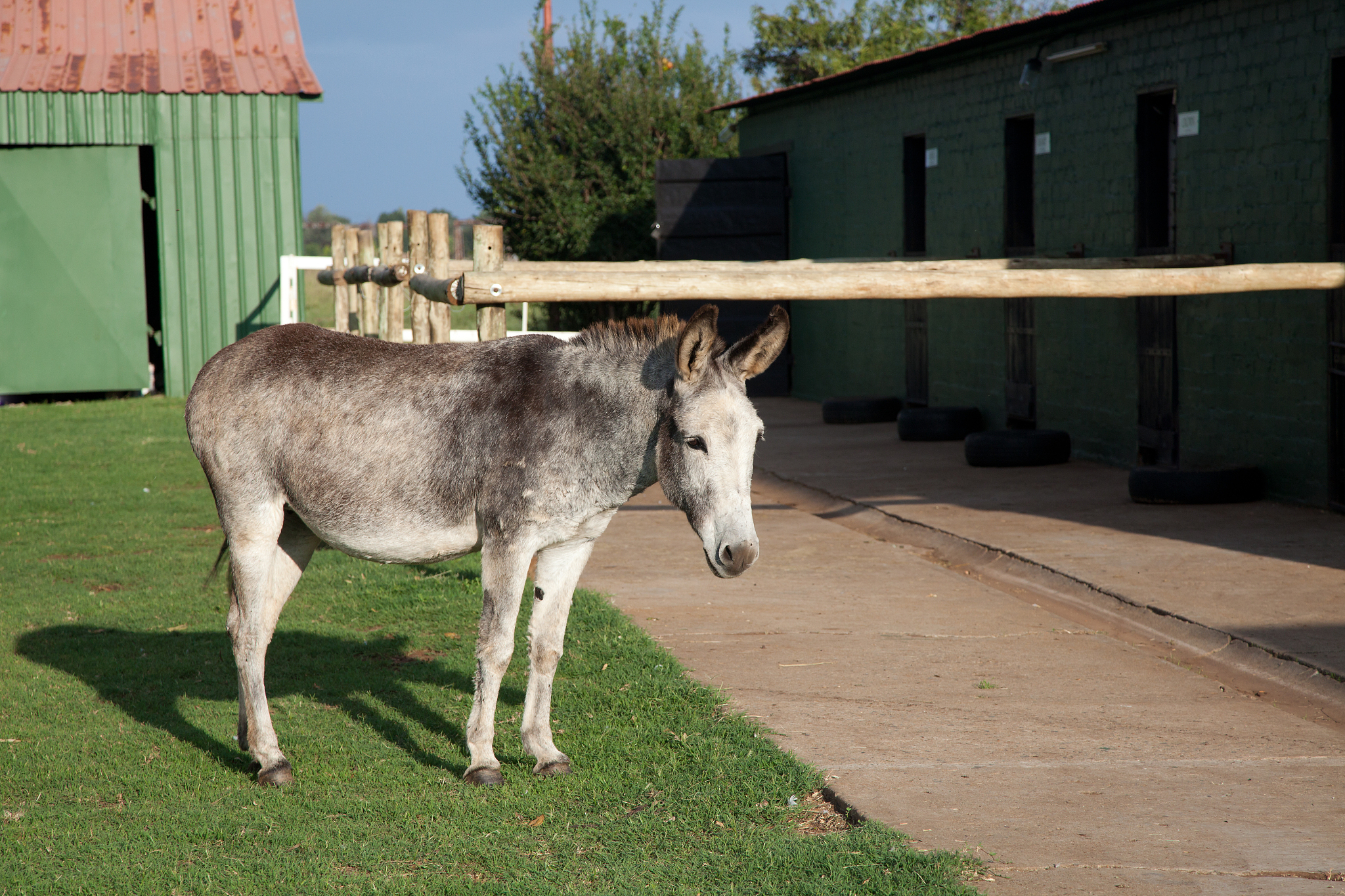 donkey